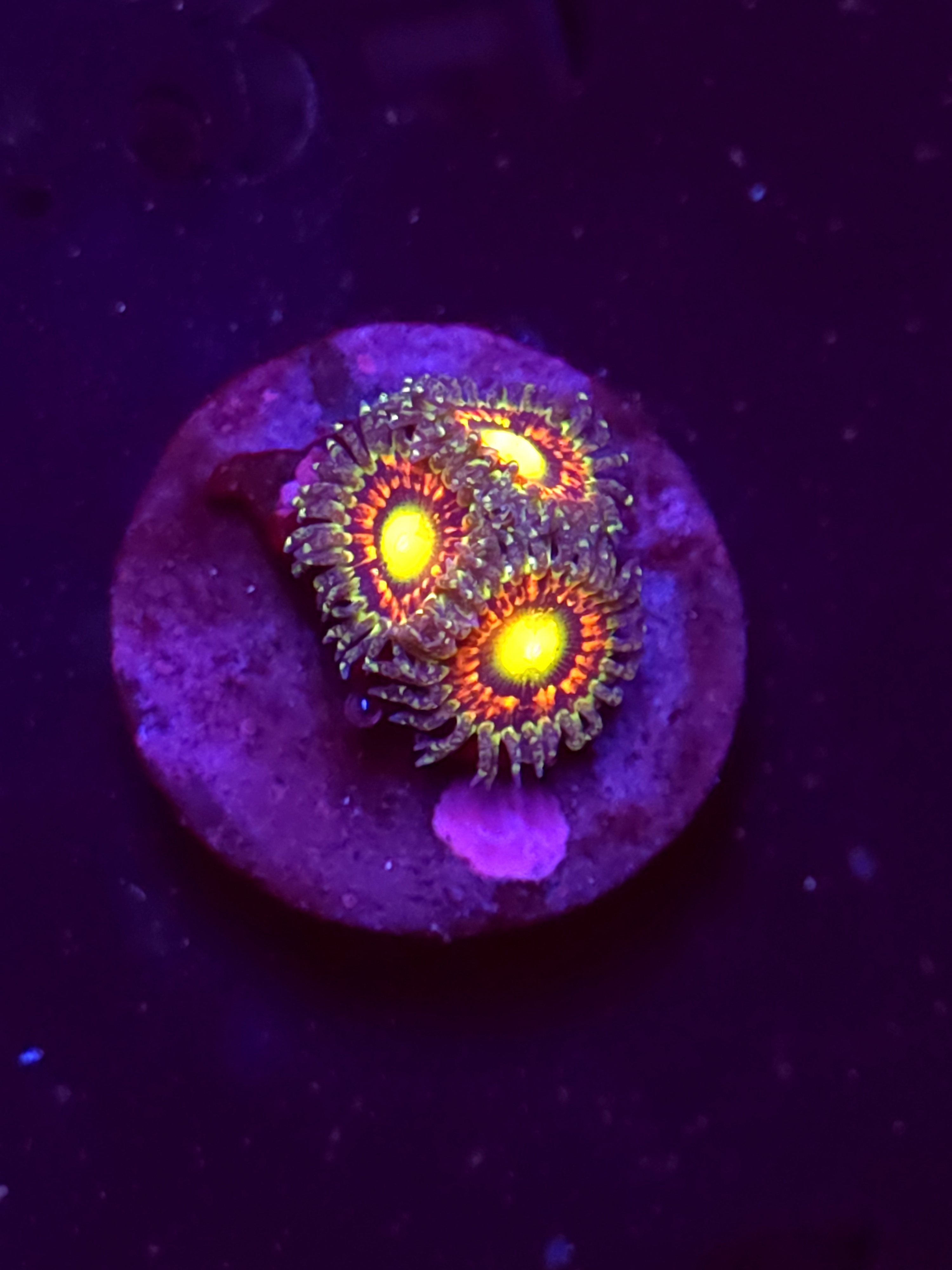 SBB "No Name" Zoa 2 Polyps