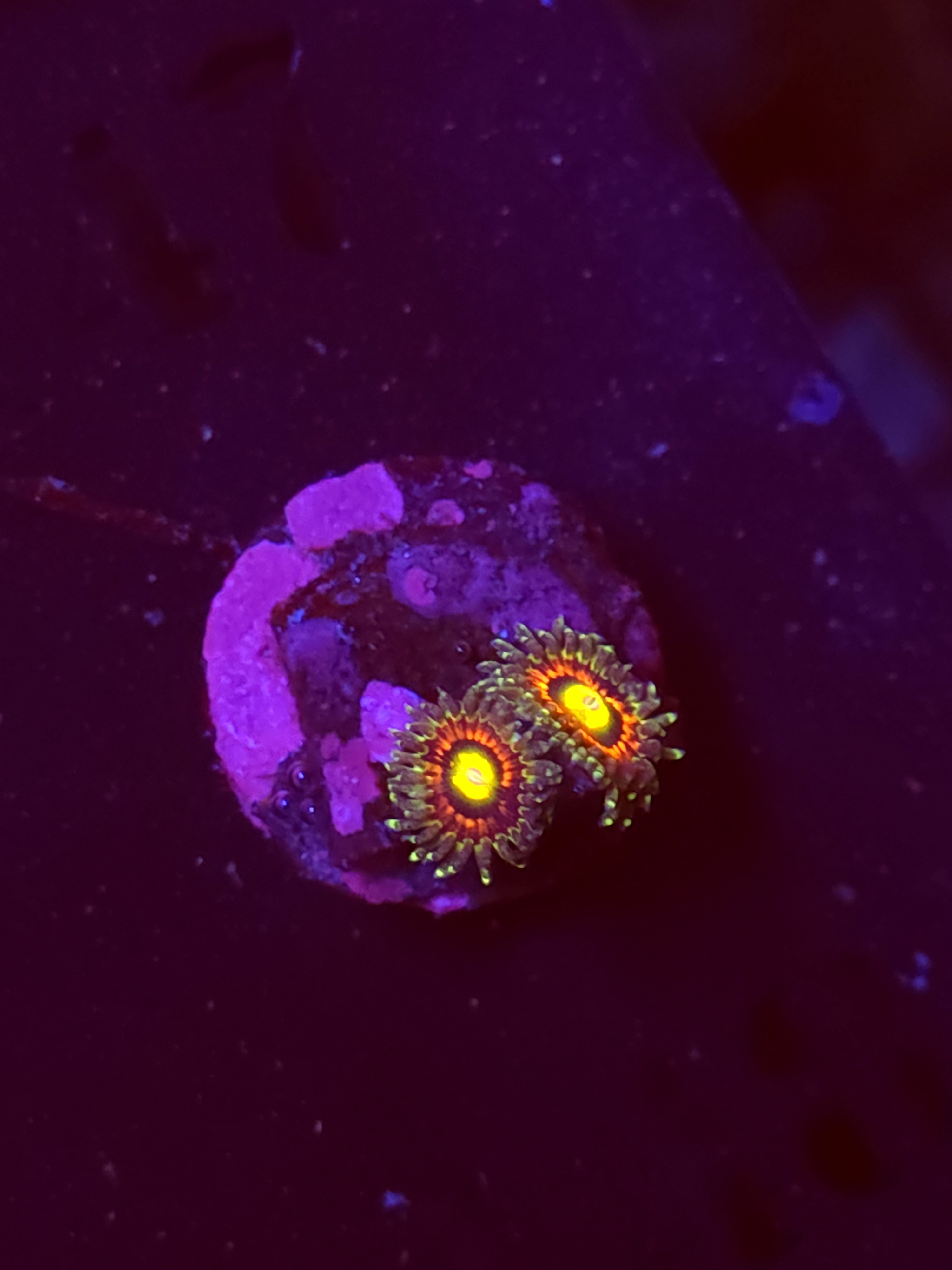 SBB "No Name" Zoa 2 Polyps