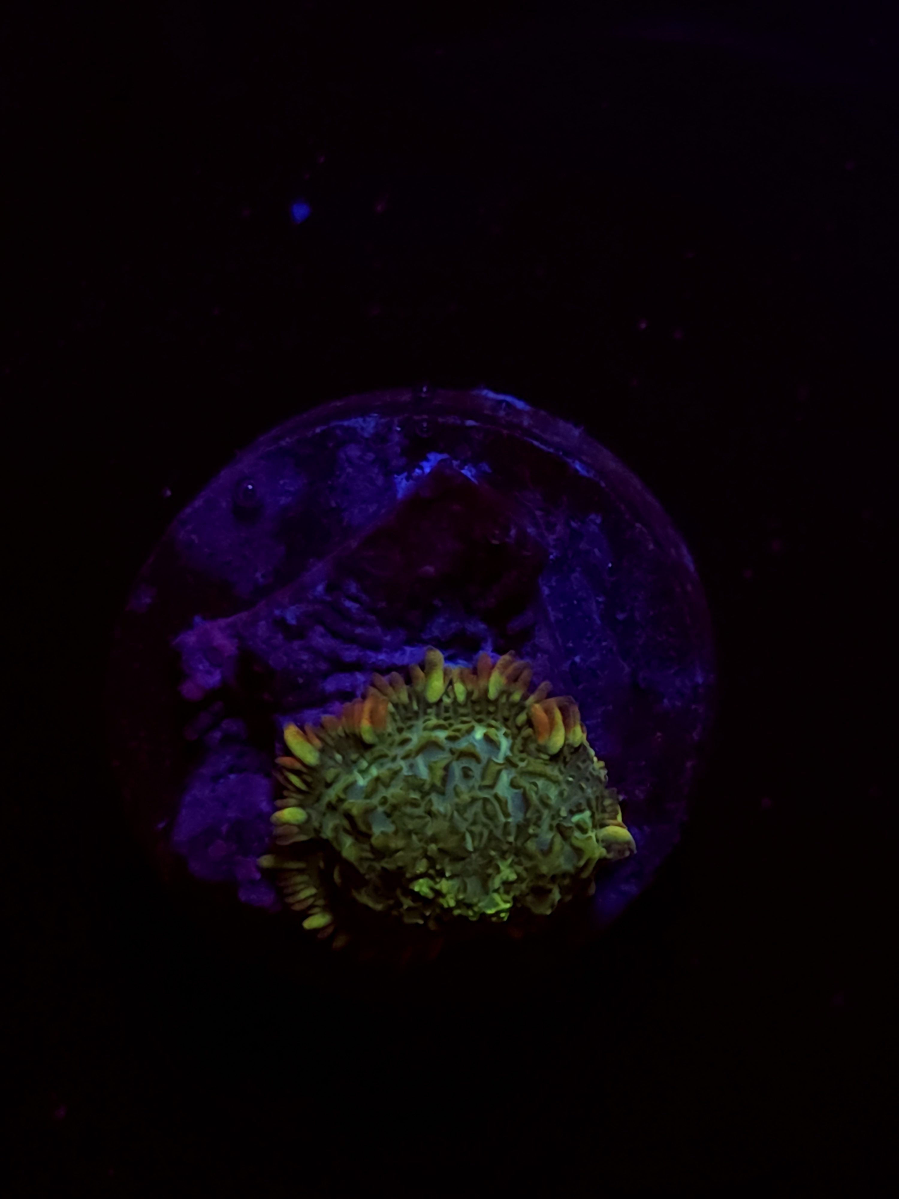SBB "Frost Beam" Mushroom Tiny