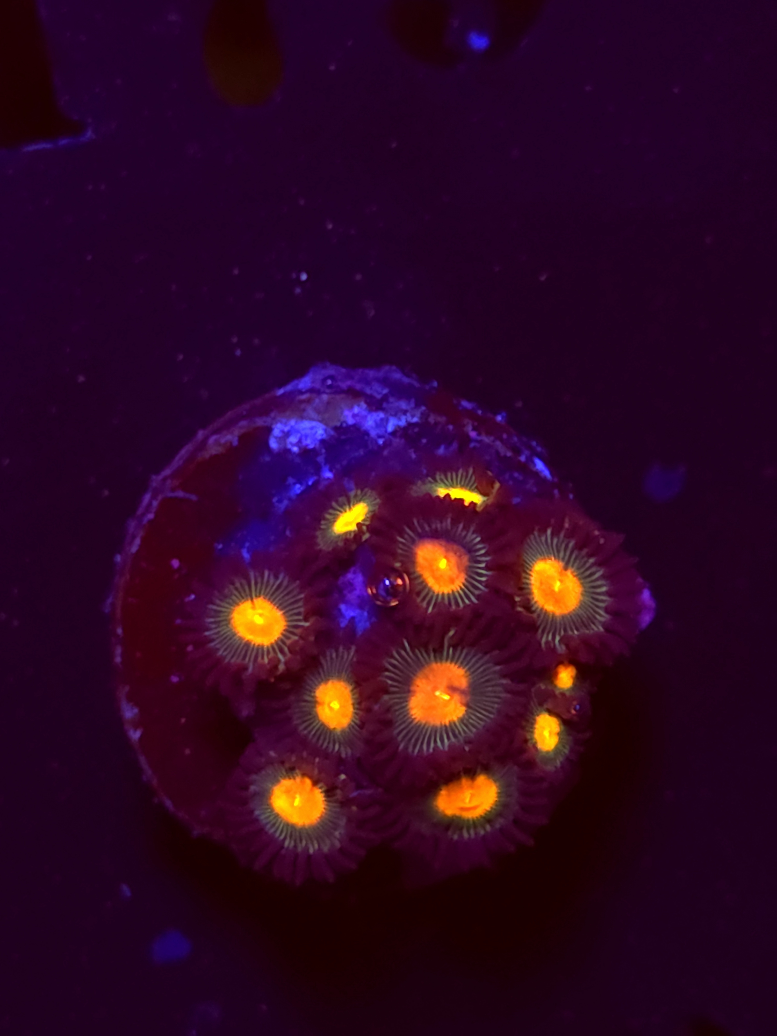 SBB "No Name" Zoa 8+ Polyps