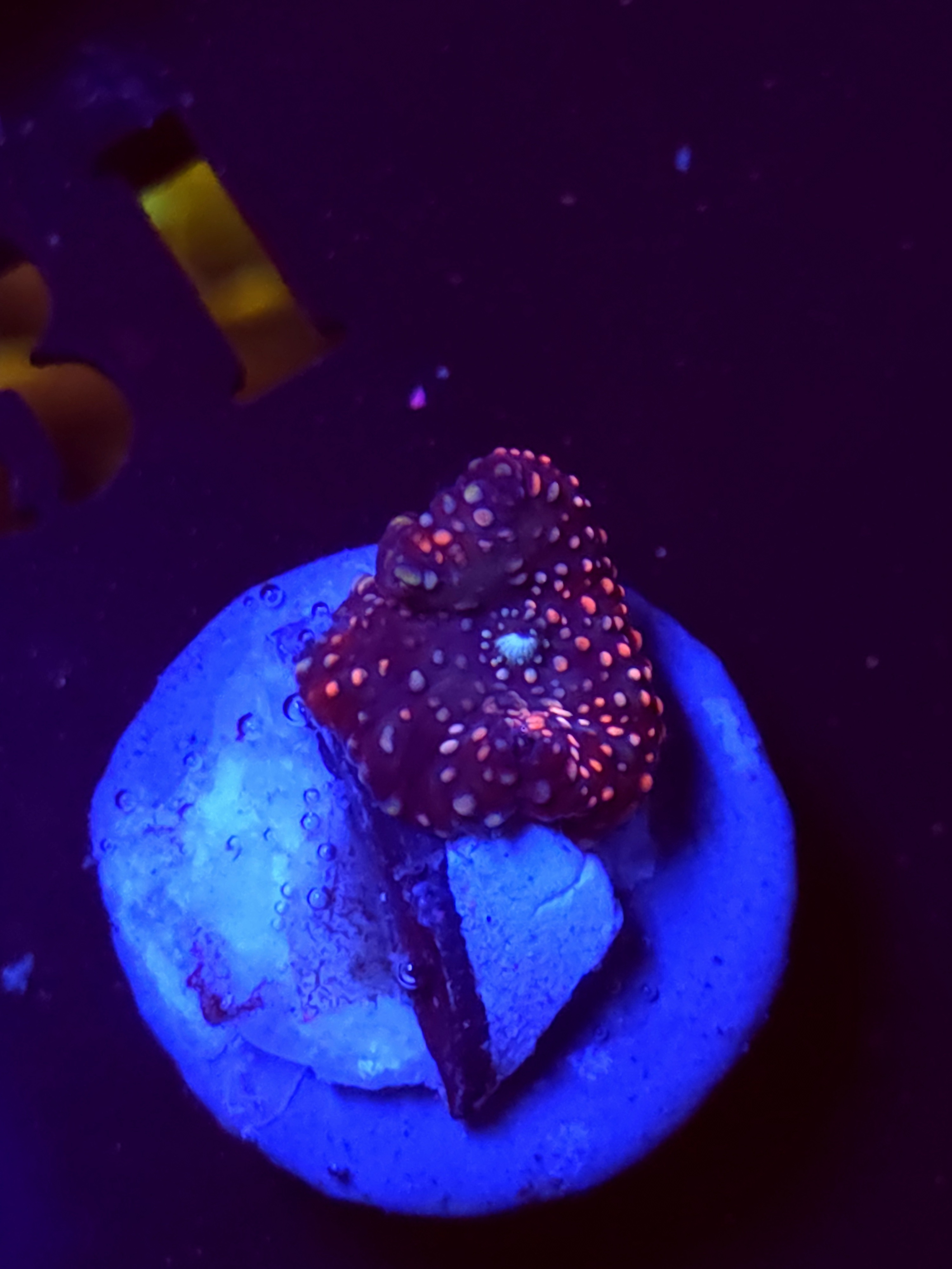 SBB "No Name" Mushroom Tiny