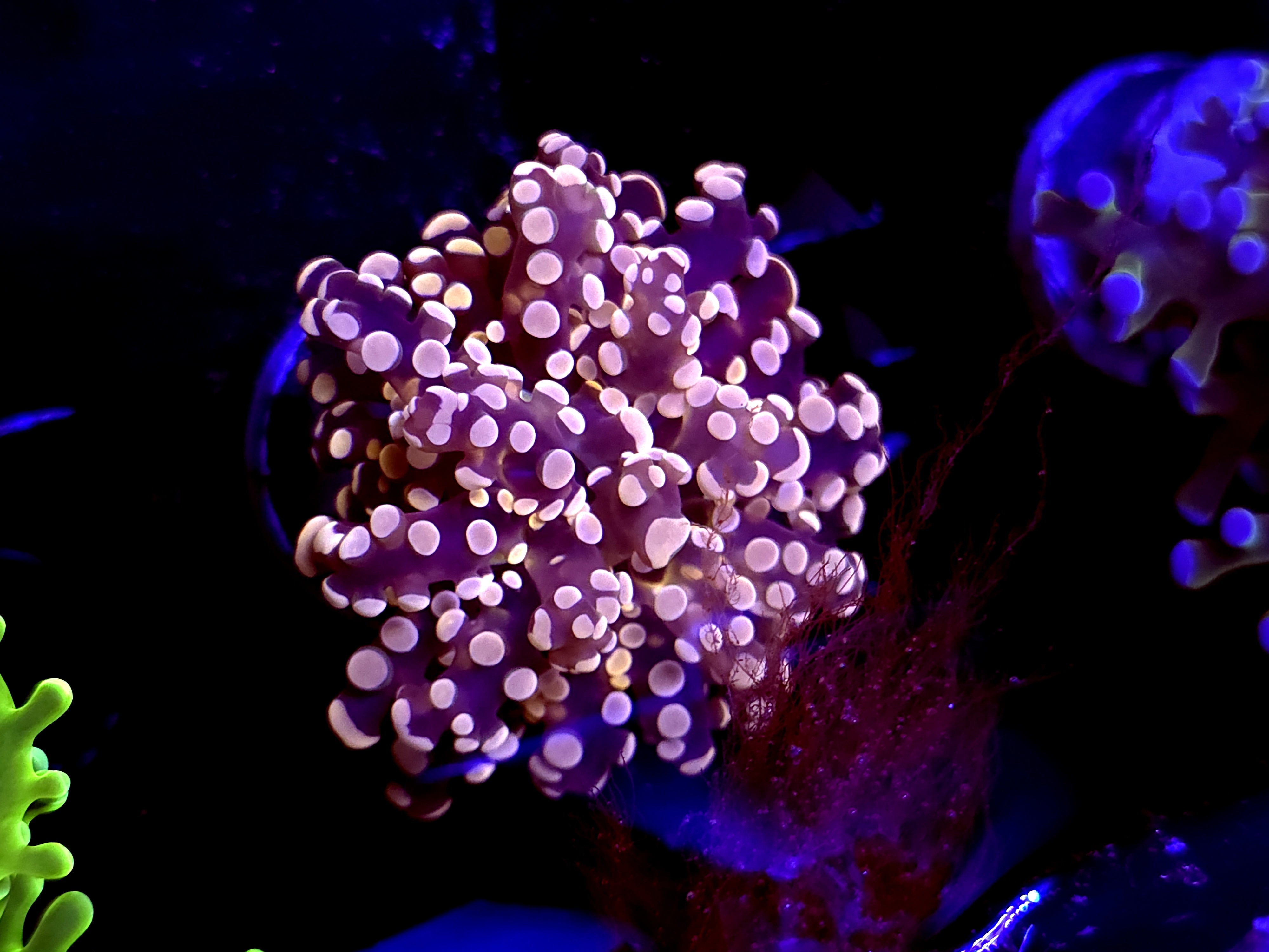 SBB " Lavendor Breeze" Frogspawn