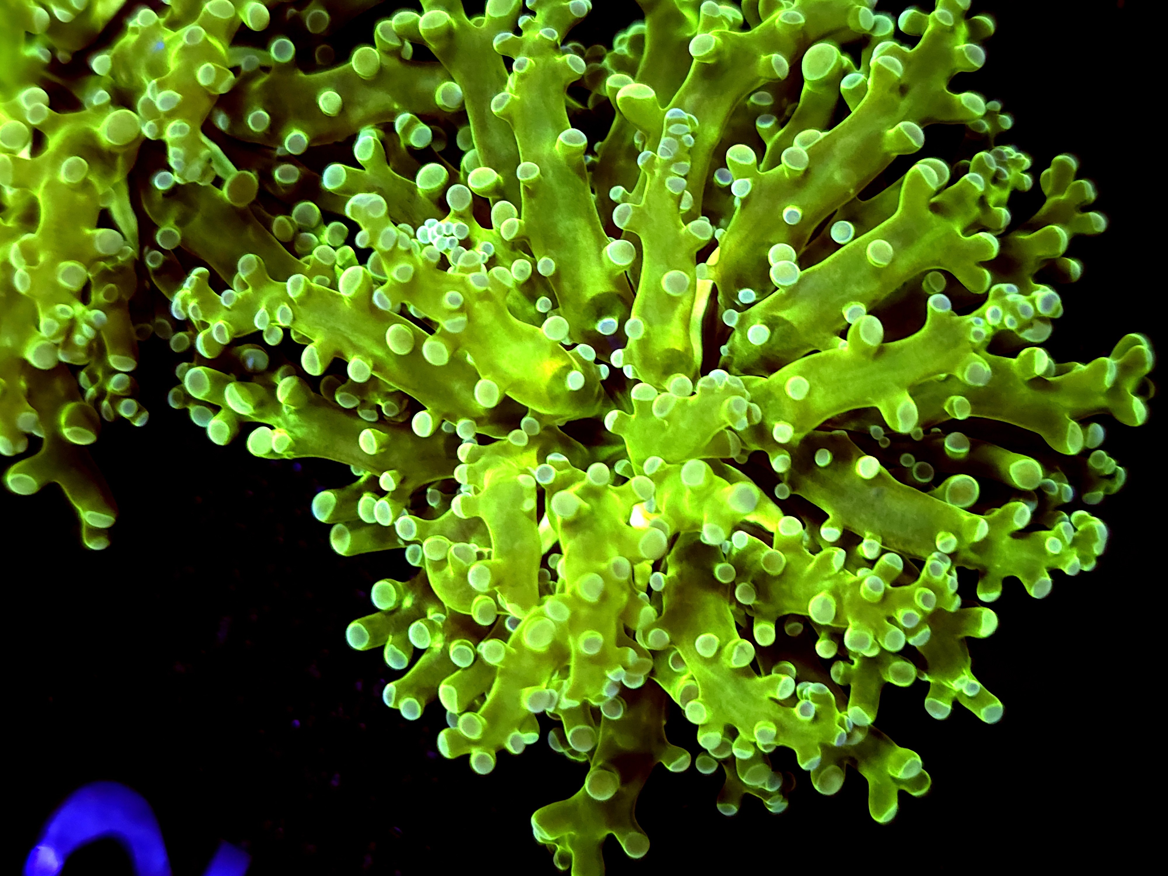 SBB " Kermit the Frog Frogspawn