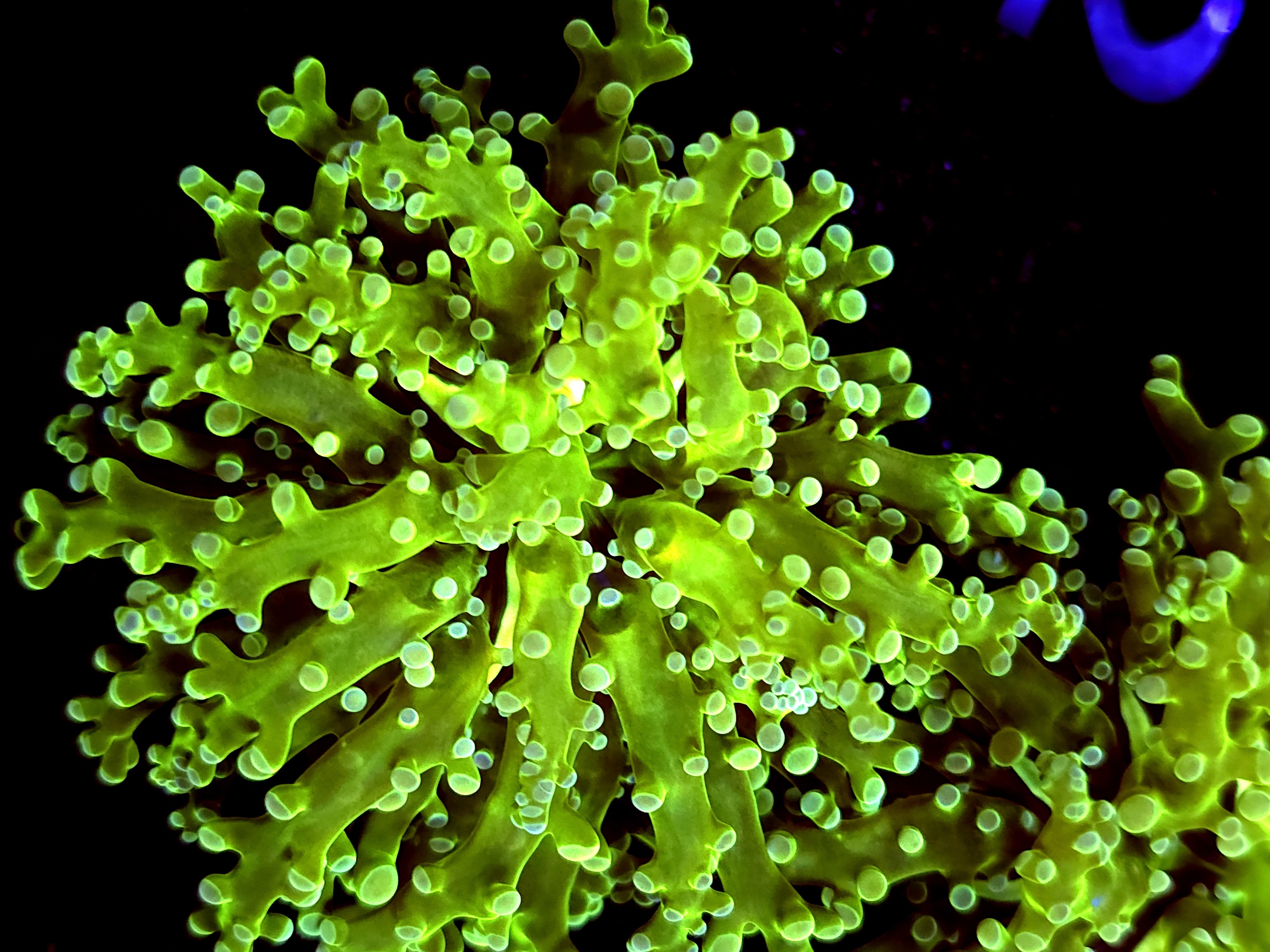 SBB " Kermit the Frog" Frogspawn