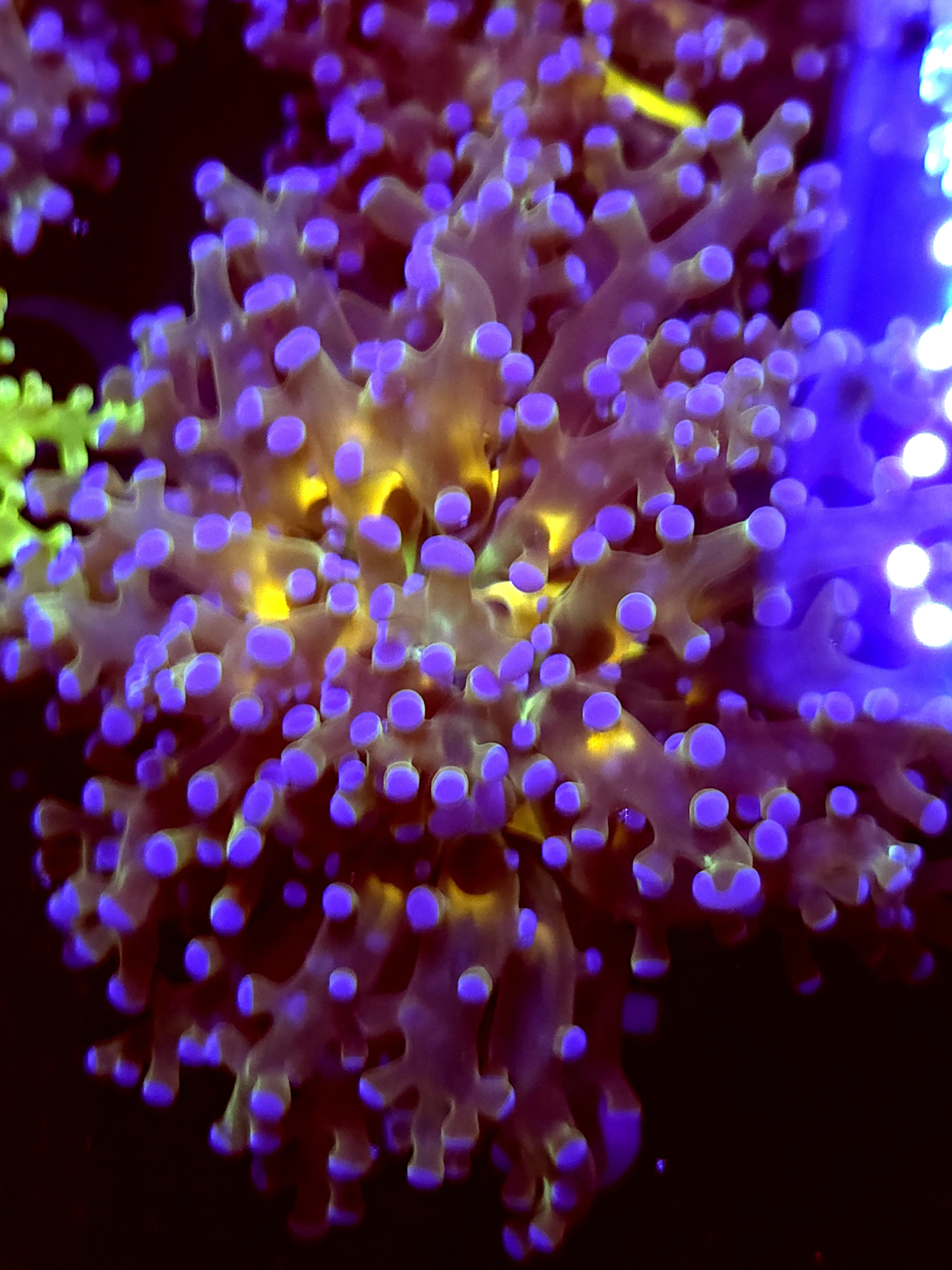 SBB "Blues Clues" Frogspawn