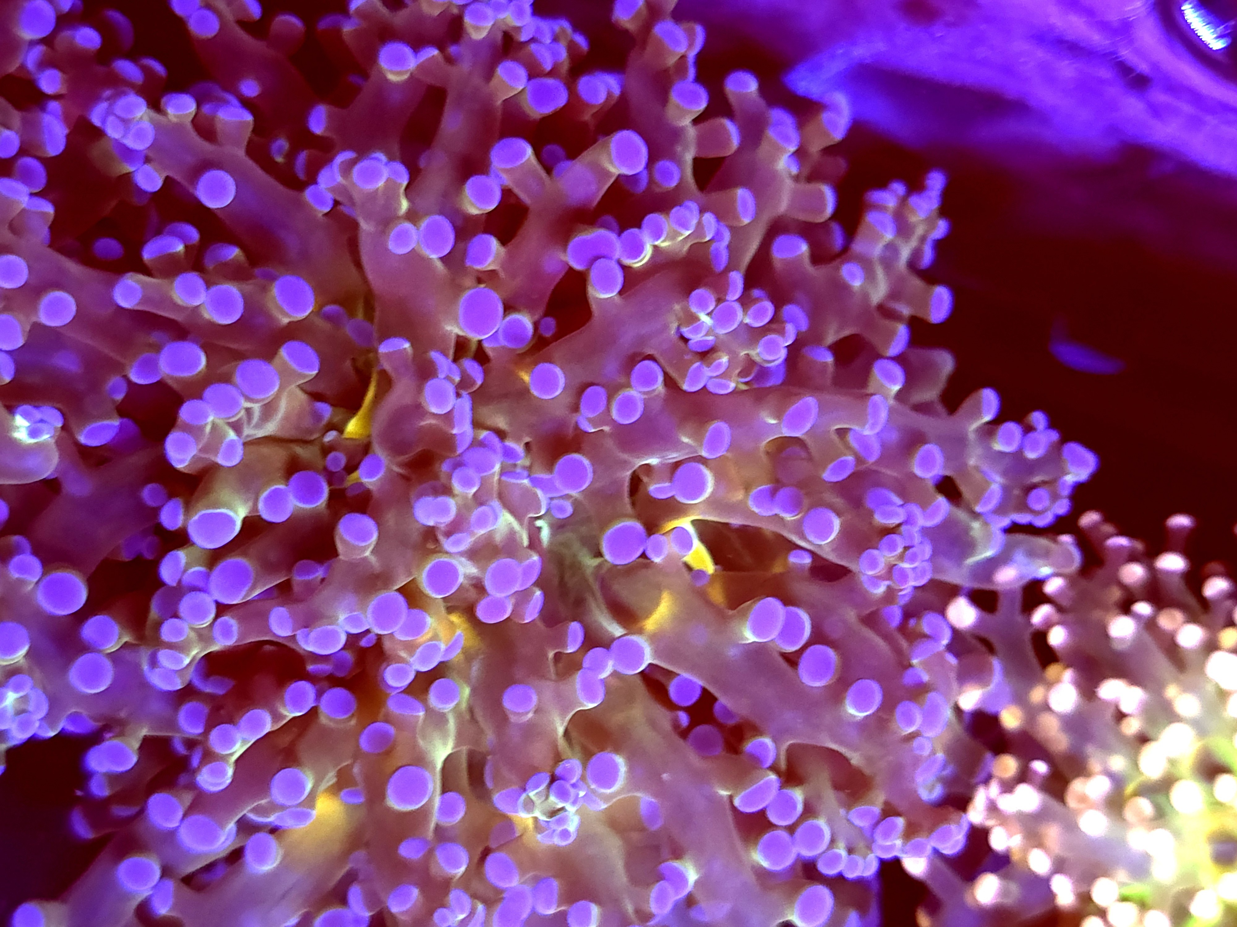 SBB " Blues clues" Frogspawn