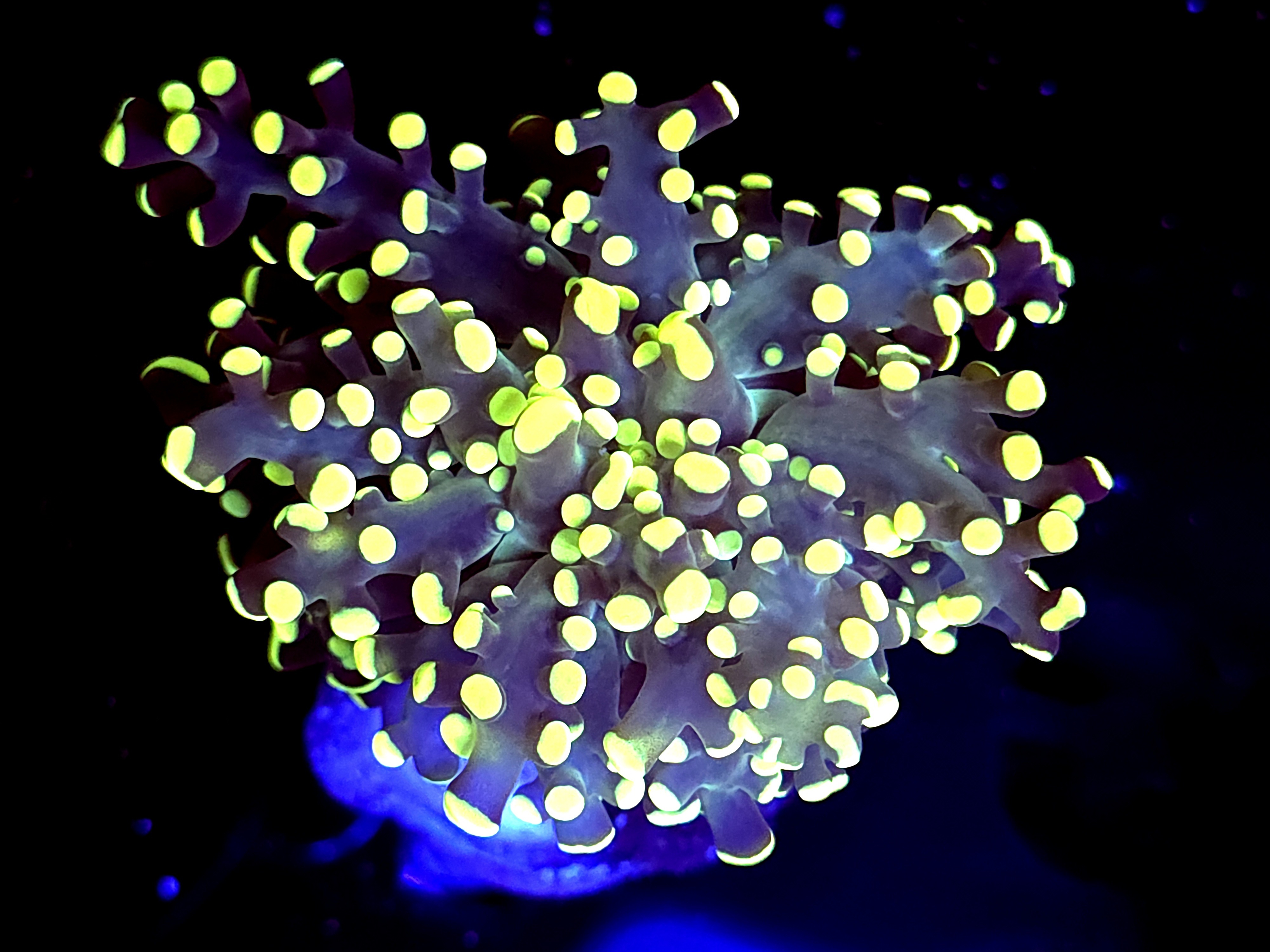 SBB " Kermit the Frog" Frogspawn