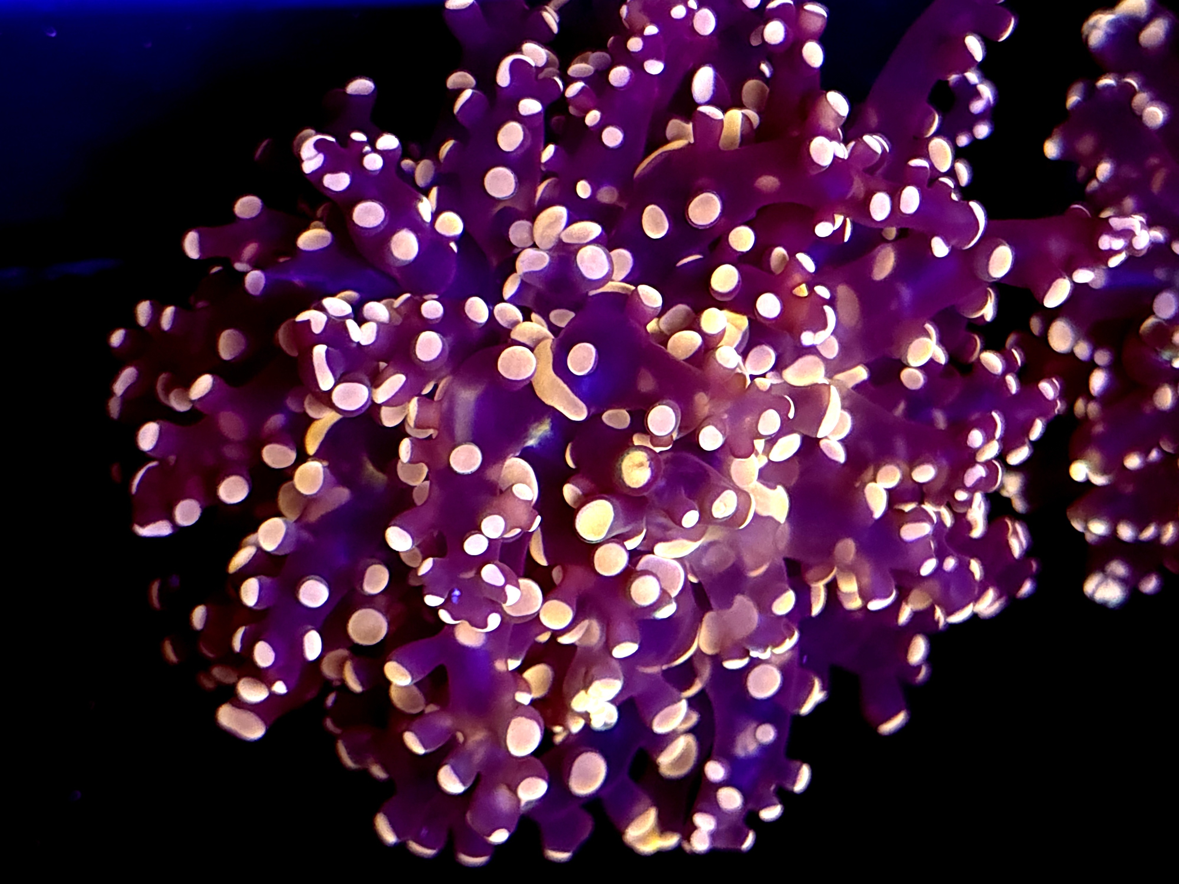 SBB " Lavendor Breeze" Frogspawn