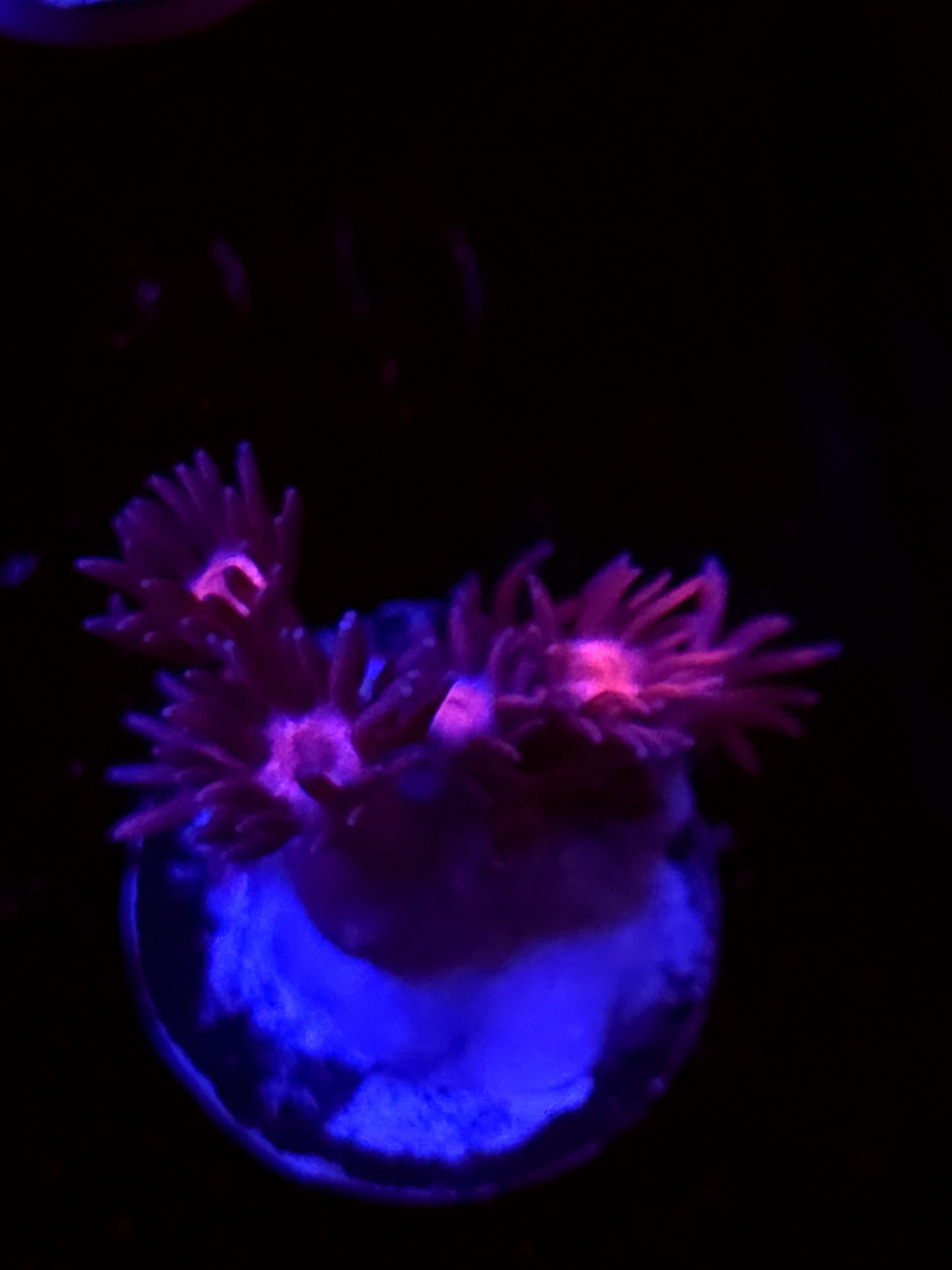 SBB "Glow Burst" Goni Small