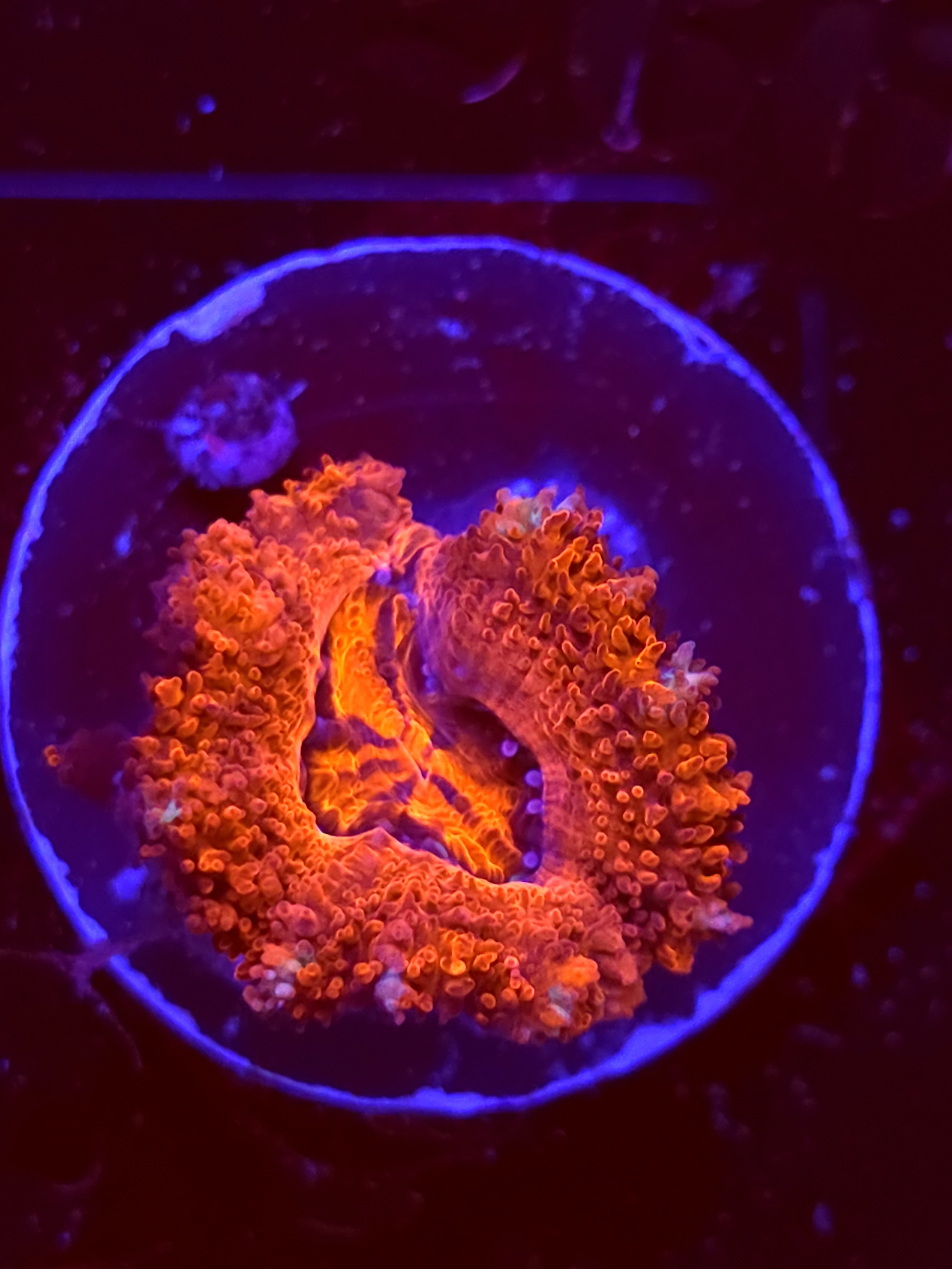 SBB "Citrus Melt" Acan 1 Head