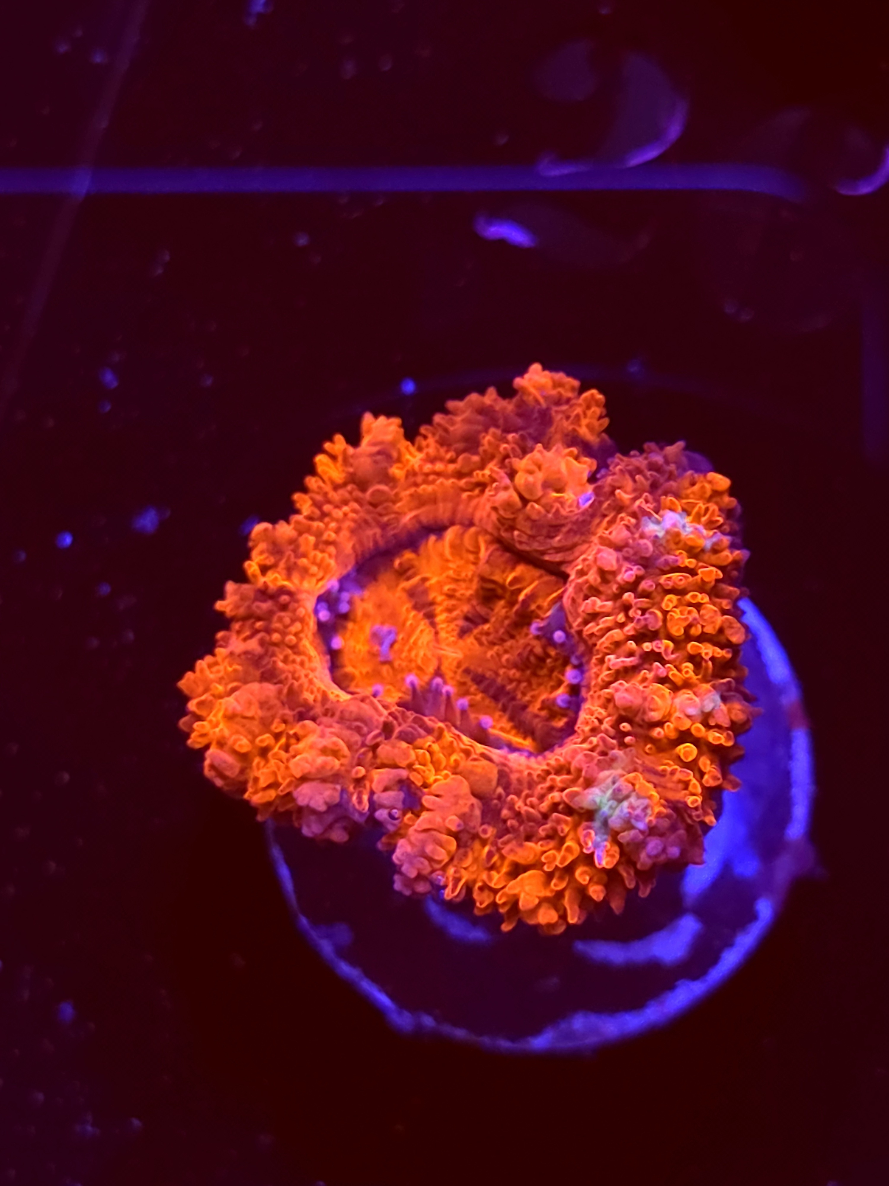 SBB "Mystery Signature" Acan 1 Head