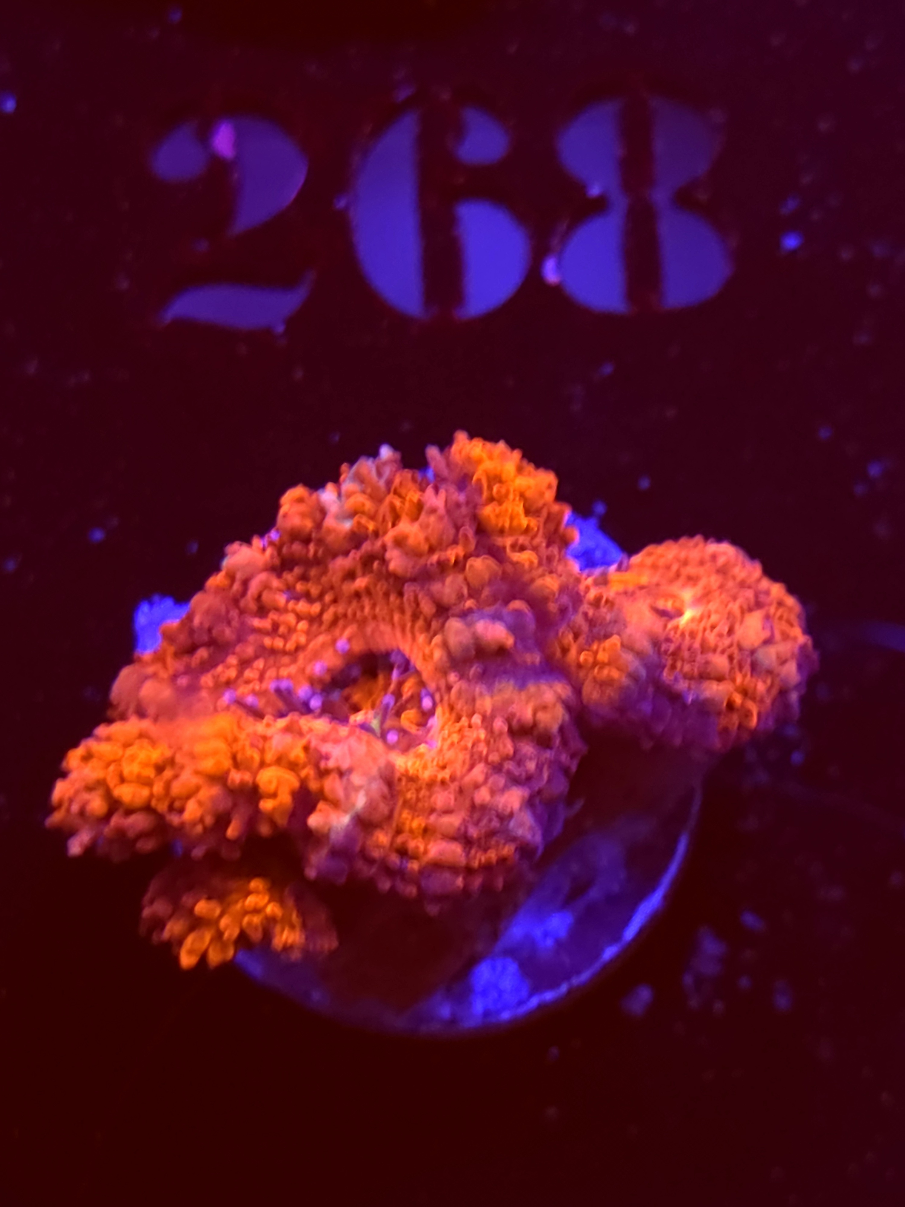 SBB "Citrus Melt" Acan 2 Heads
