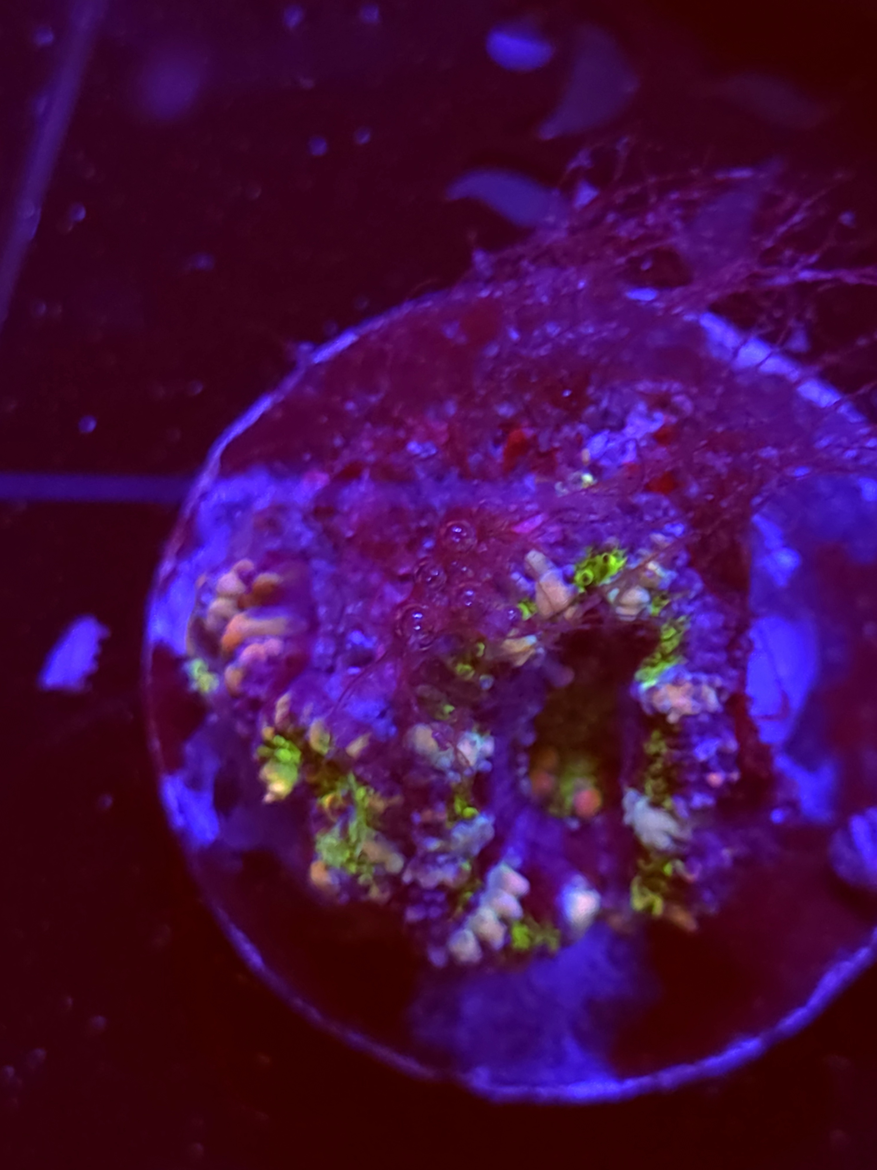 SBB "Jelly Lava" Acan 1 Head