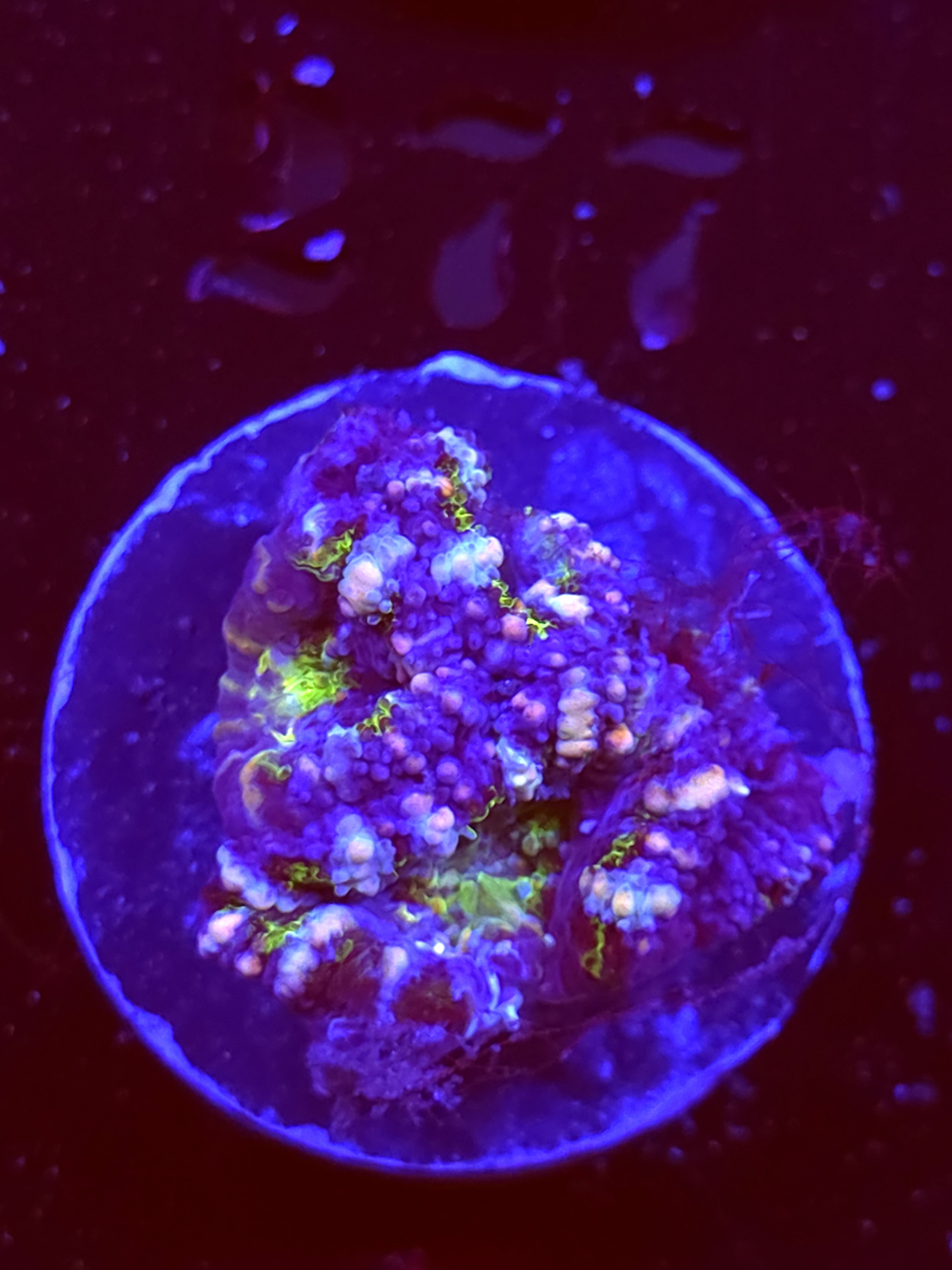 SBB "Mystery Signature" Acan 1 Head