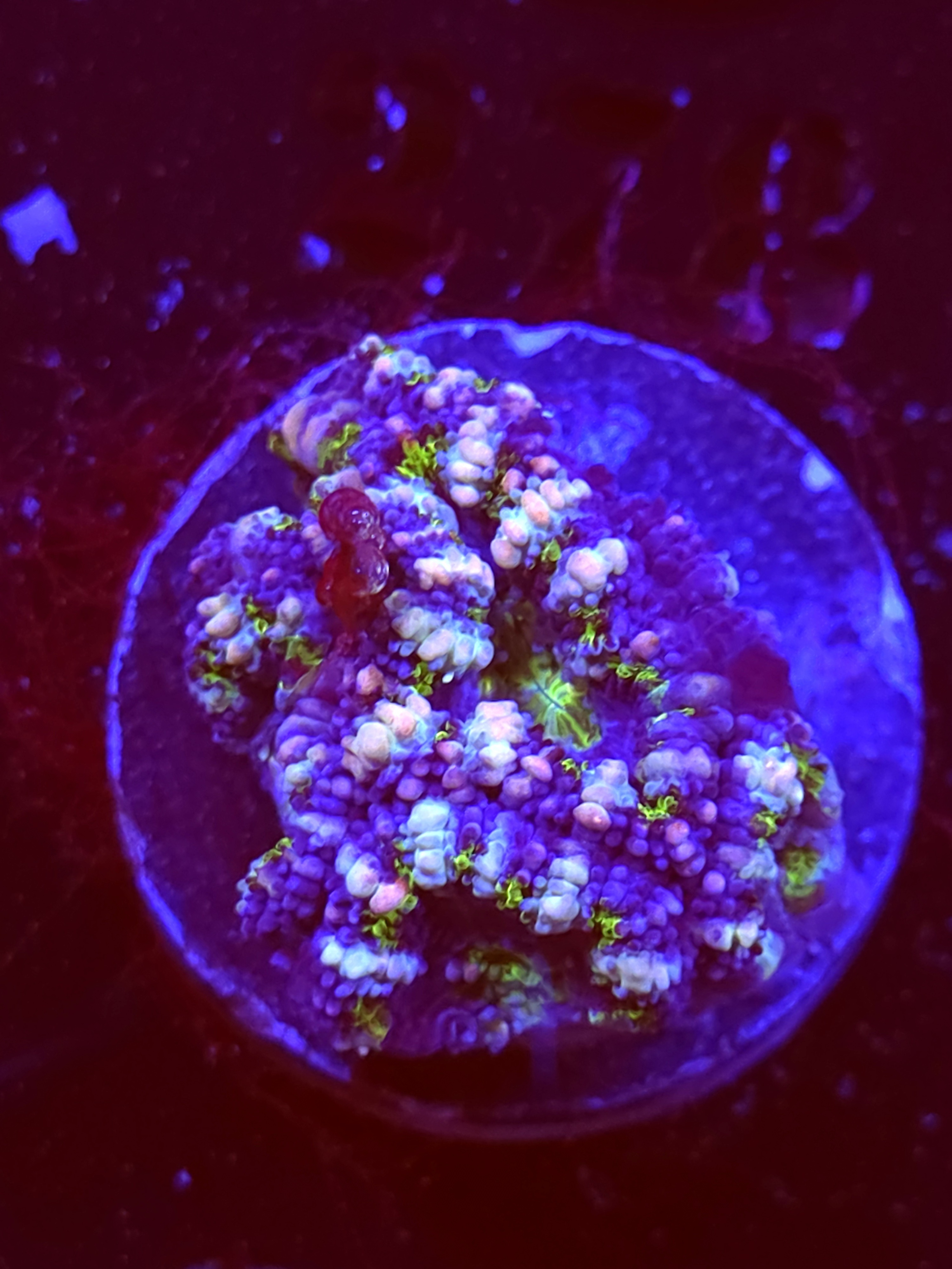 SBB "Jelly Lava" Acan 2 Heads