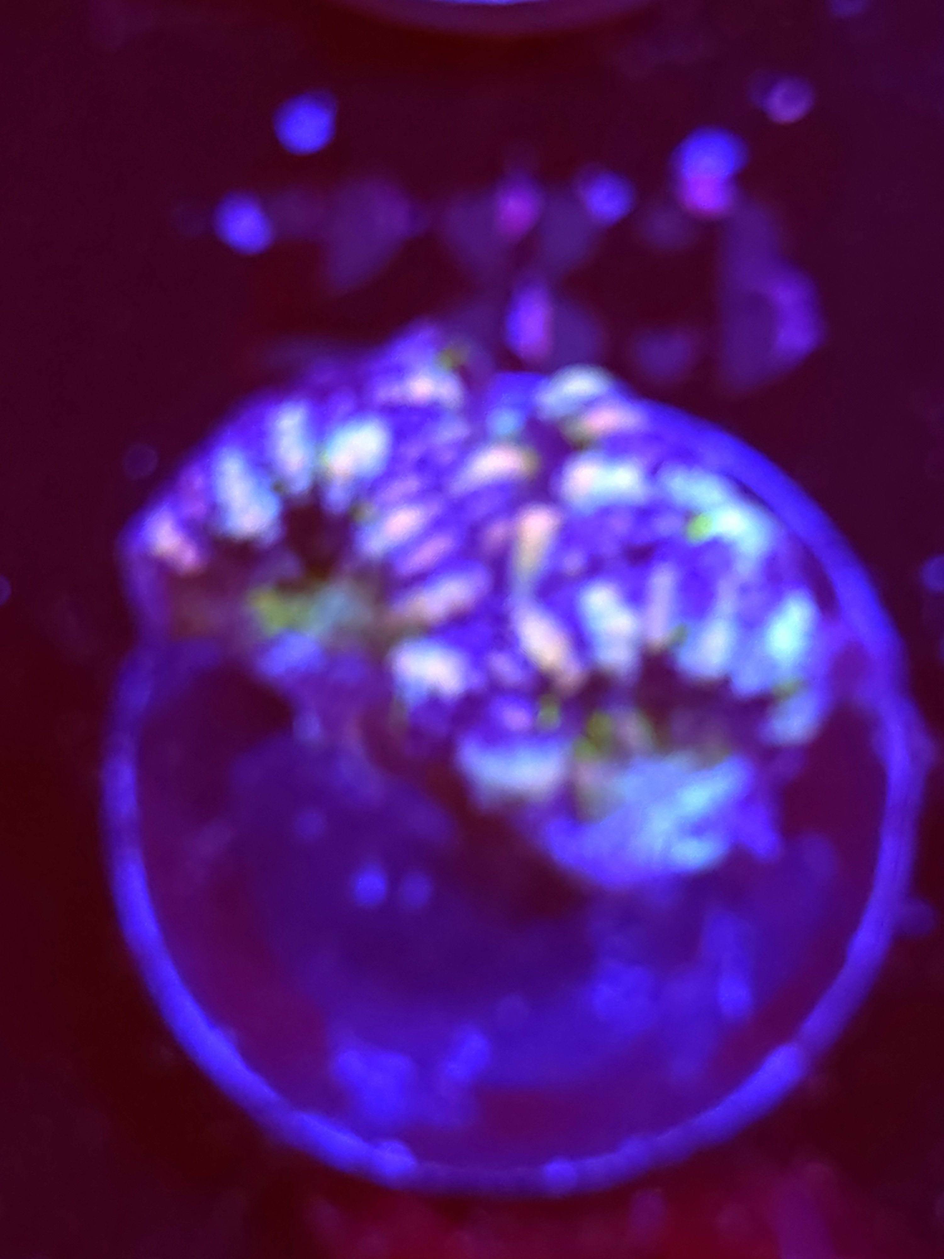 SBB "Jelly Lava" Acan 3 Heads