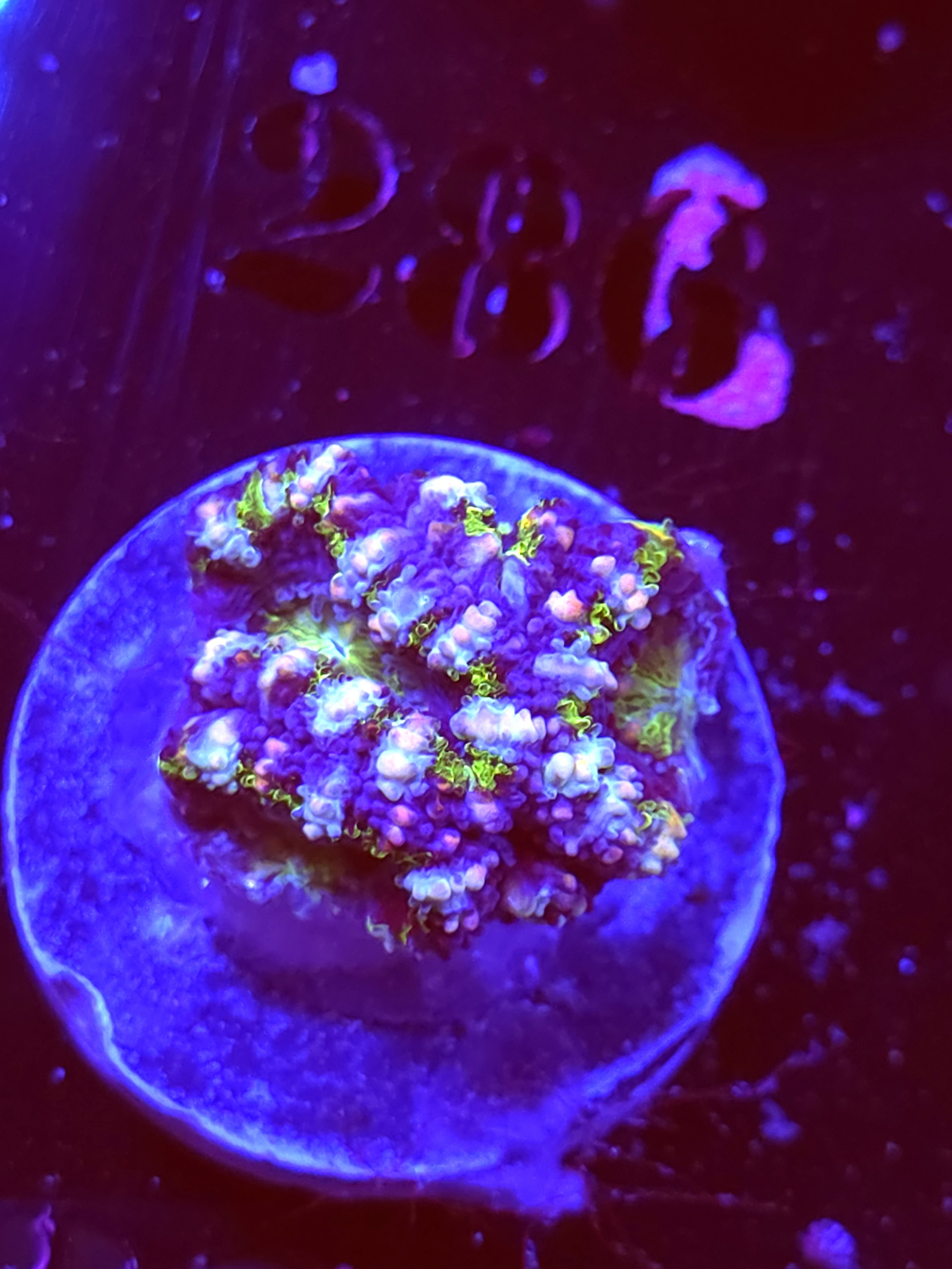 SBB "Jelly Lava" Acan 2 Heads