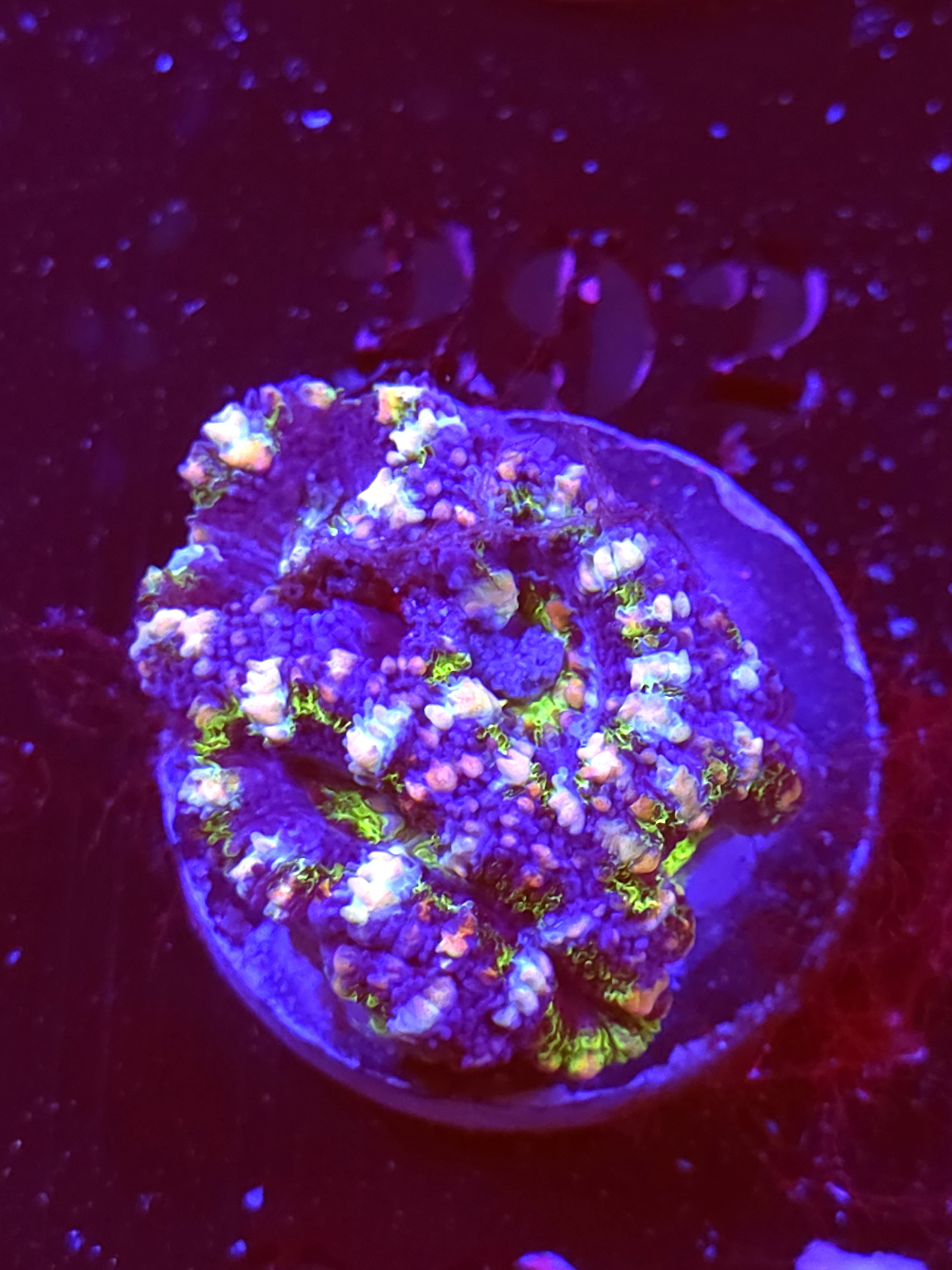 SBB "Mystery Signature" Acan 2 Heads