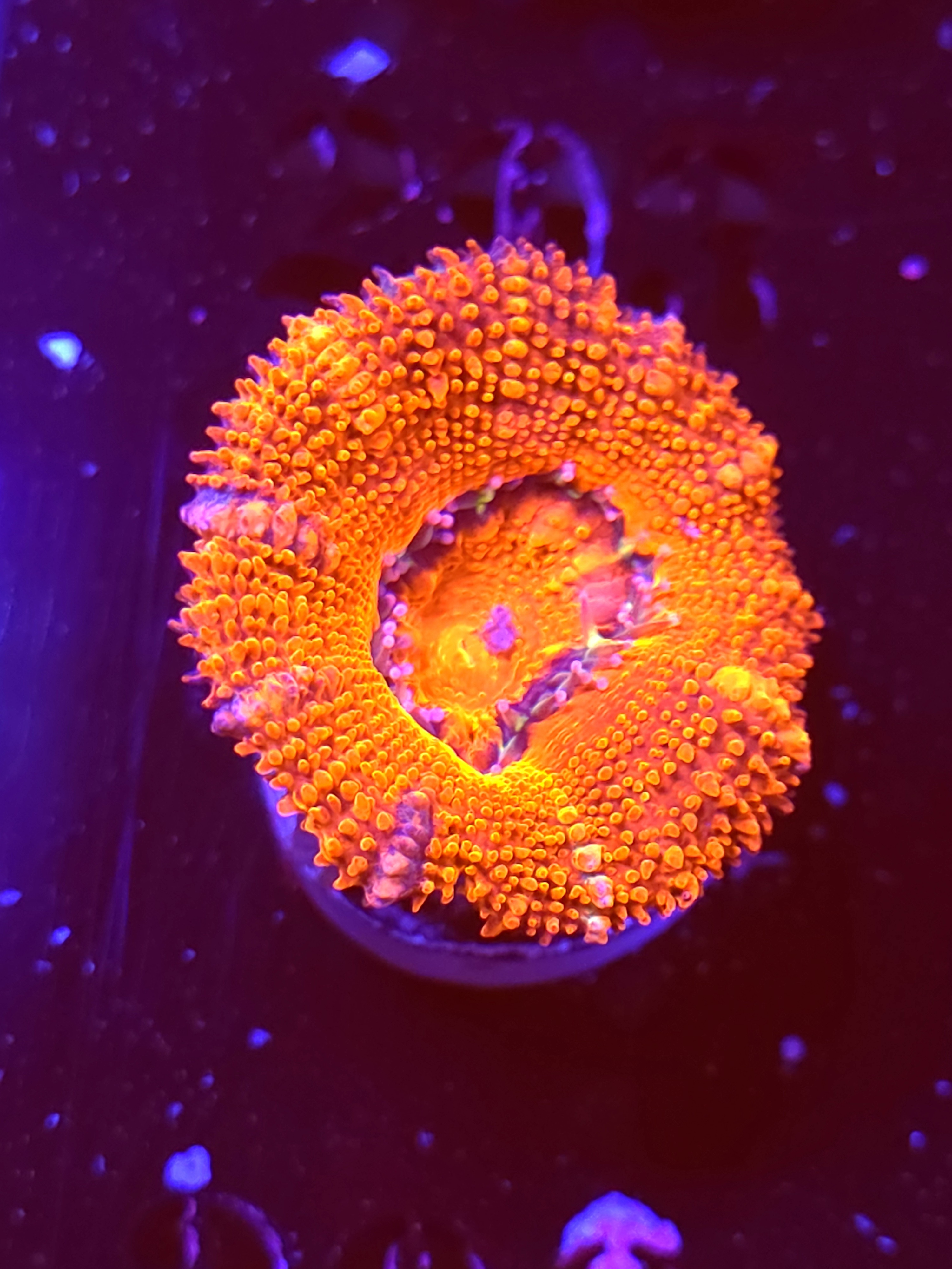 SBB "Grape Dragon" Acan 1 Head
