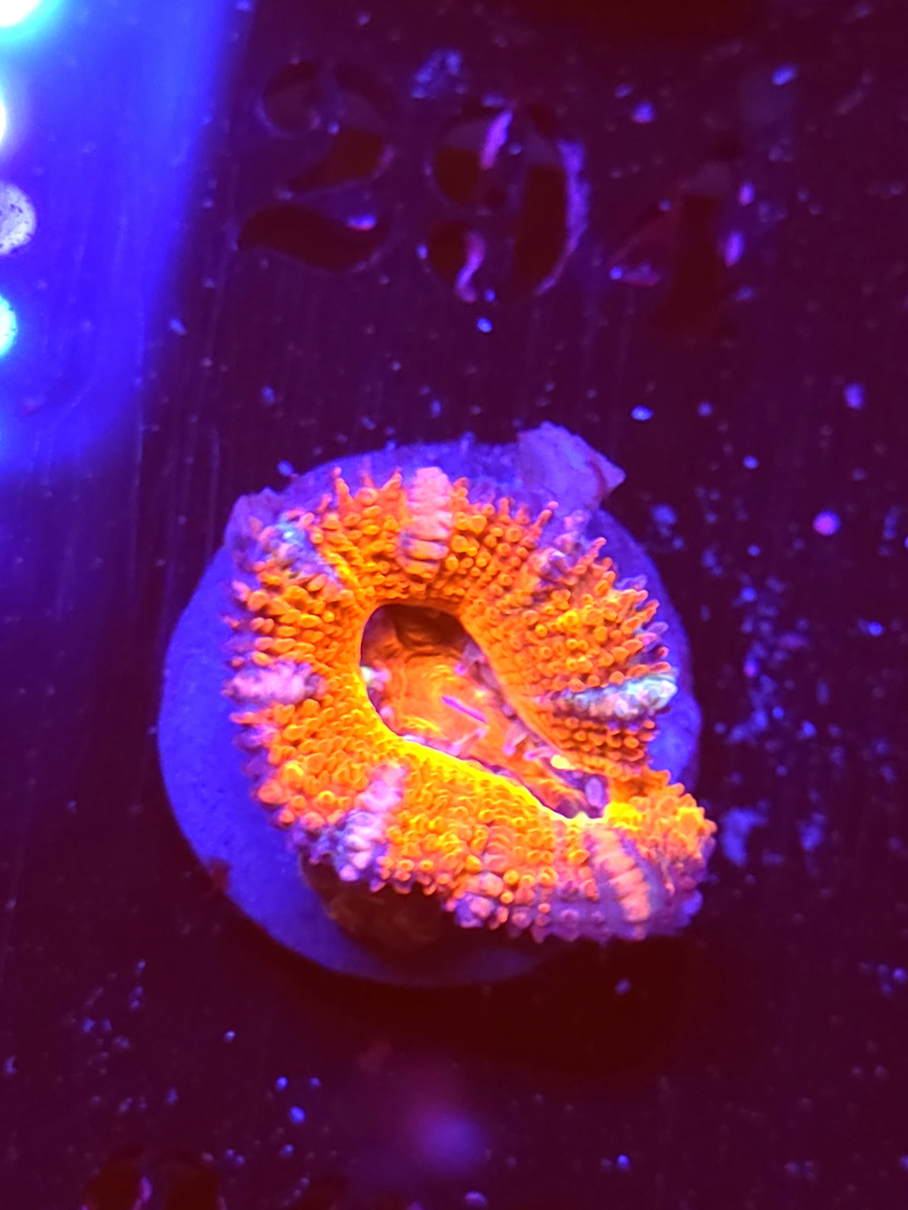 SBB "Grape Dragon" Acan 1 Head