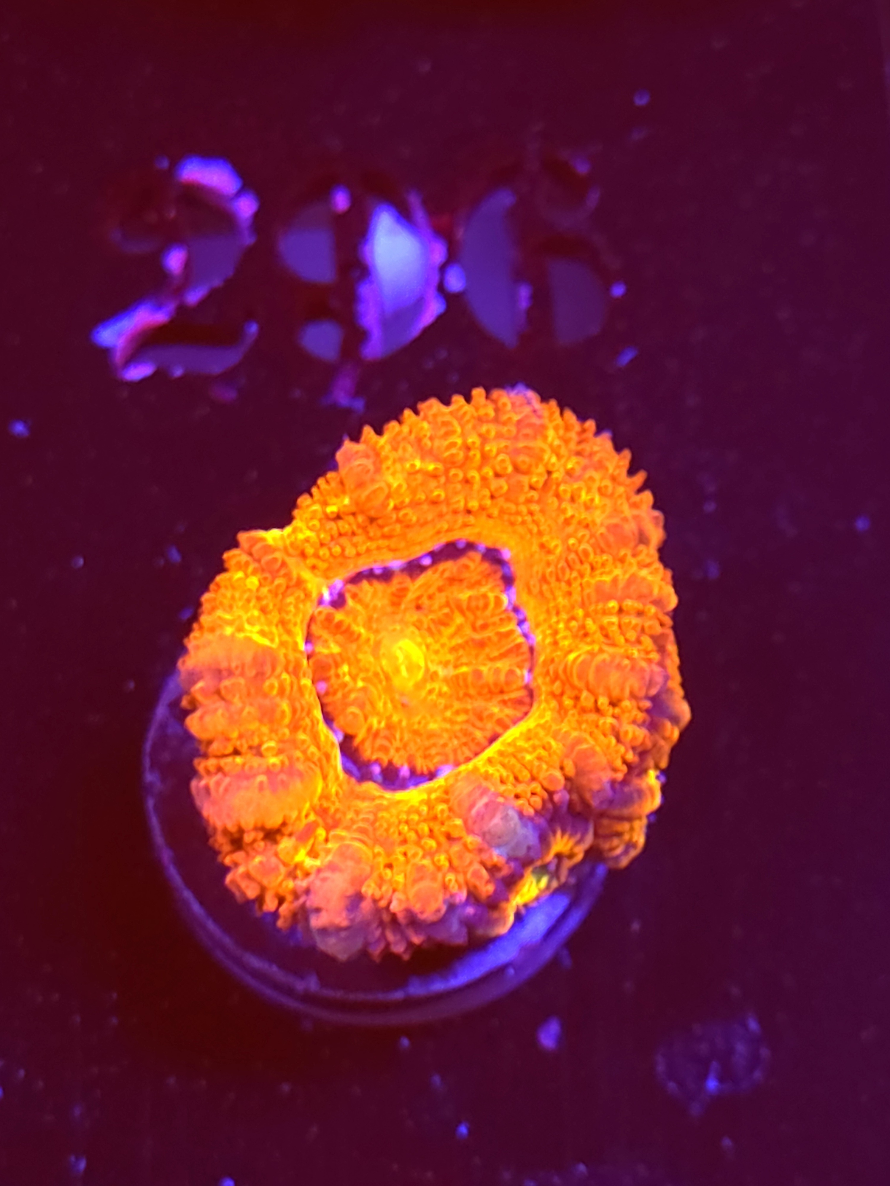 SBB "Toxic Taffy" Acan 1 Head