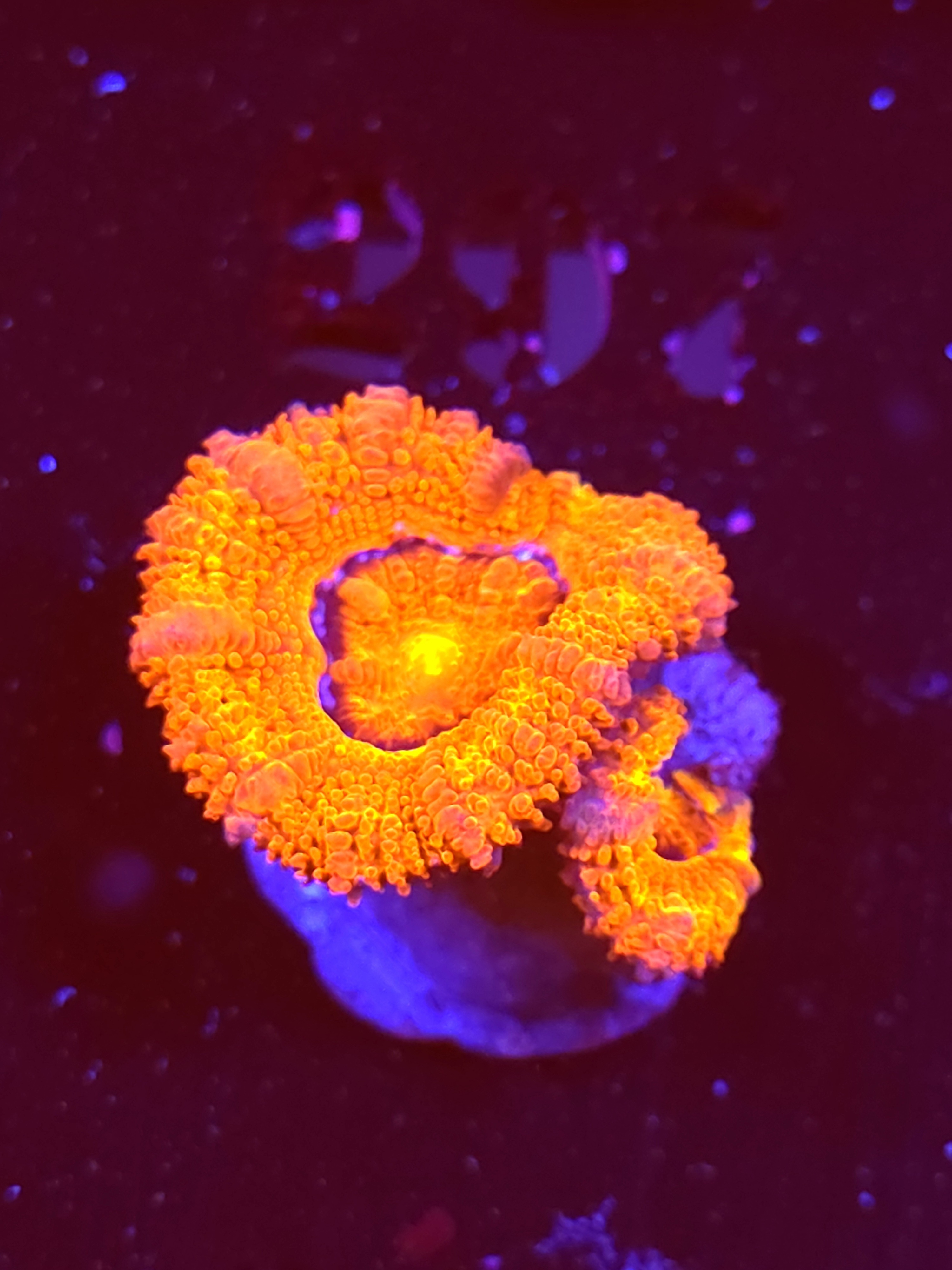 SBB "Mystery Signature" Acan 1 Head