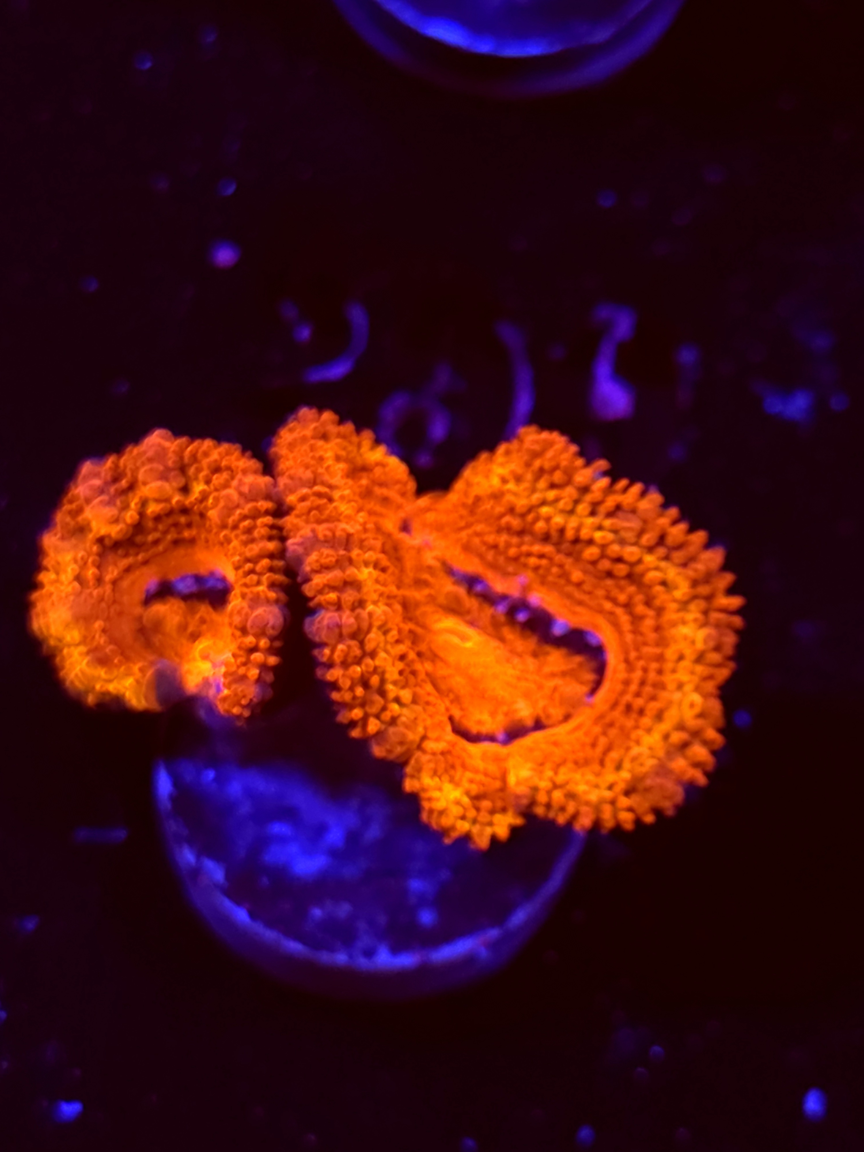 SBB "Toxic Taffy" Acan 2 Heads
