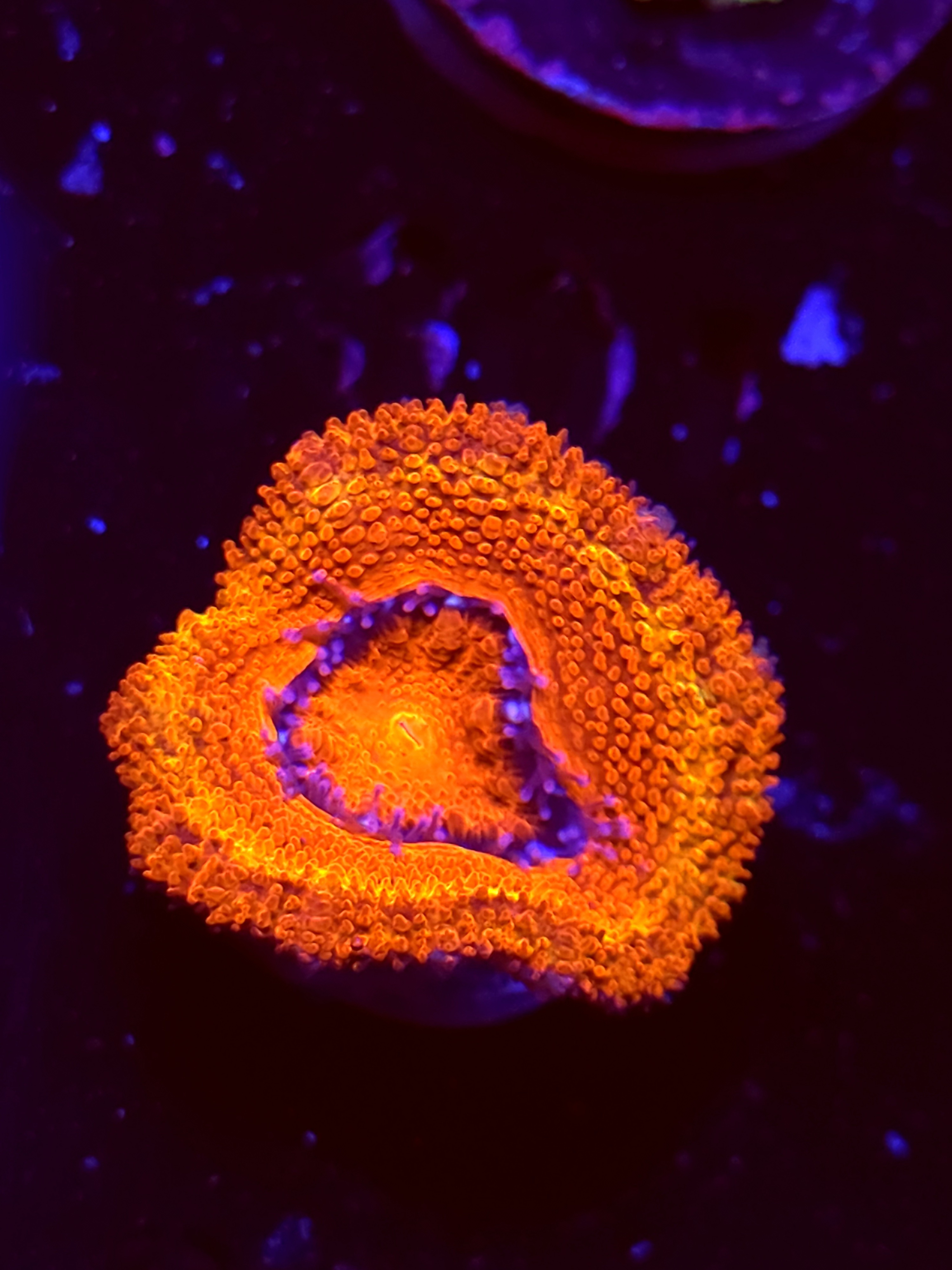 SBB "Toxic Taffy" Acan 1 Head