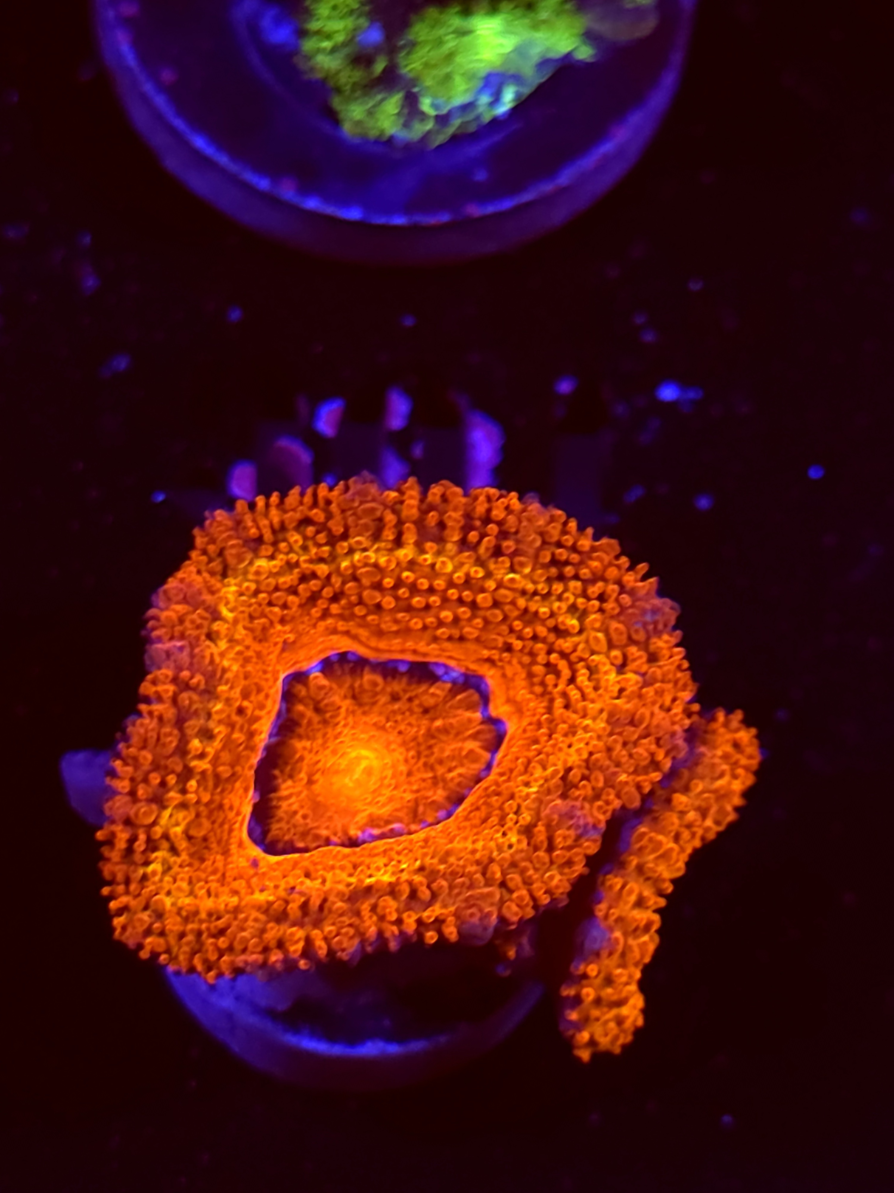 SBB "Toxic Taffy" Acan 2 Heads