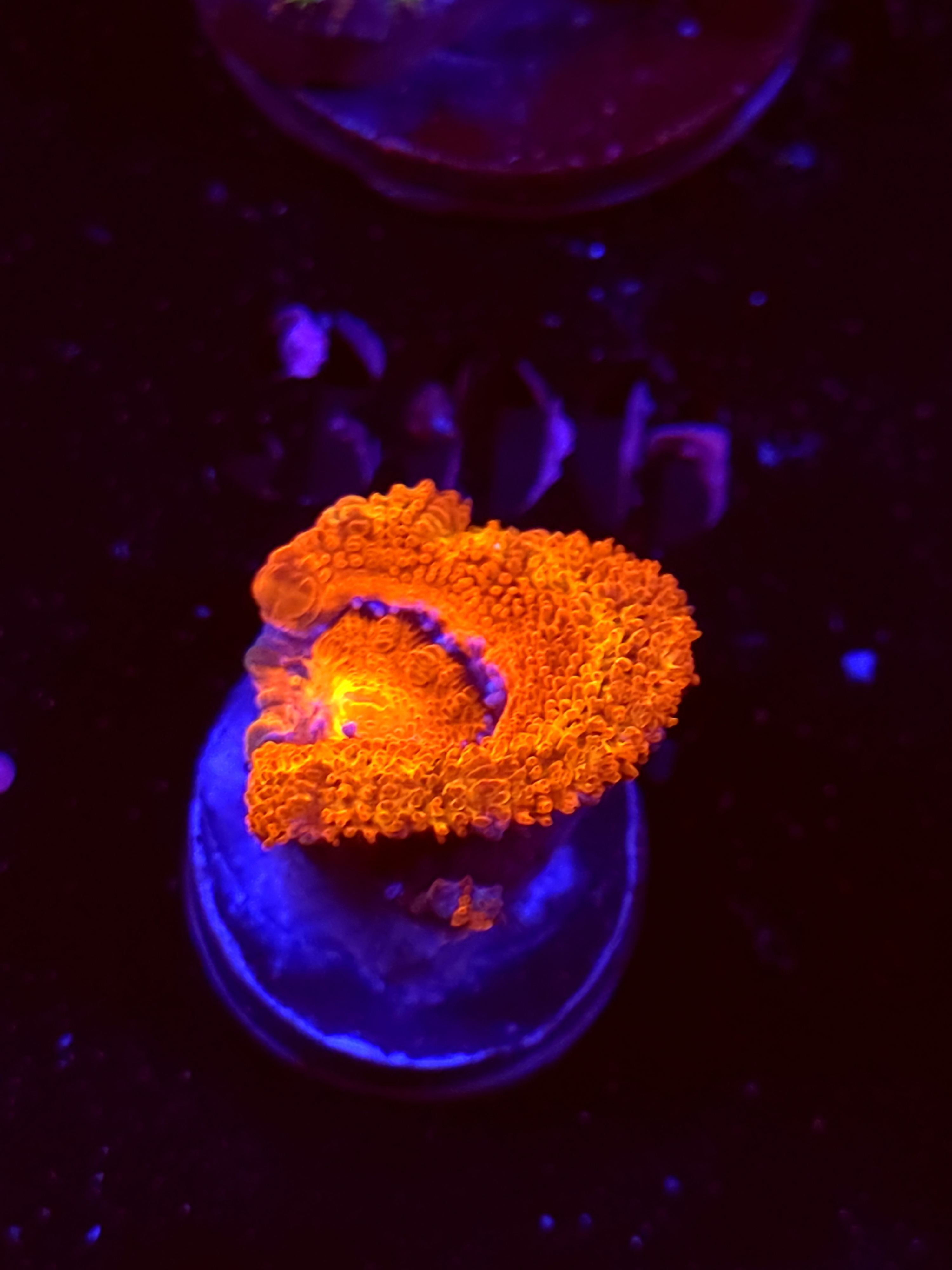 SBB "Toxic Taffy" Acan 1 Head