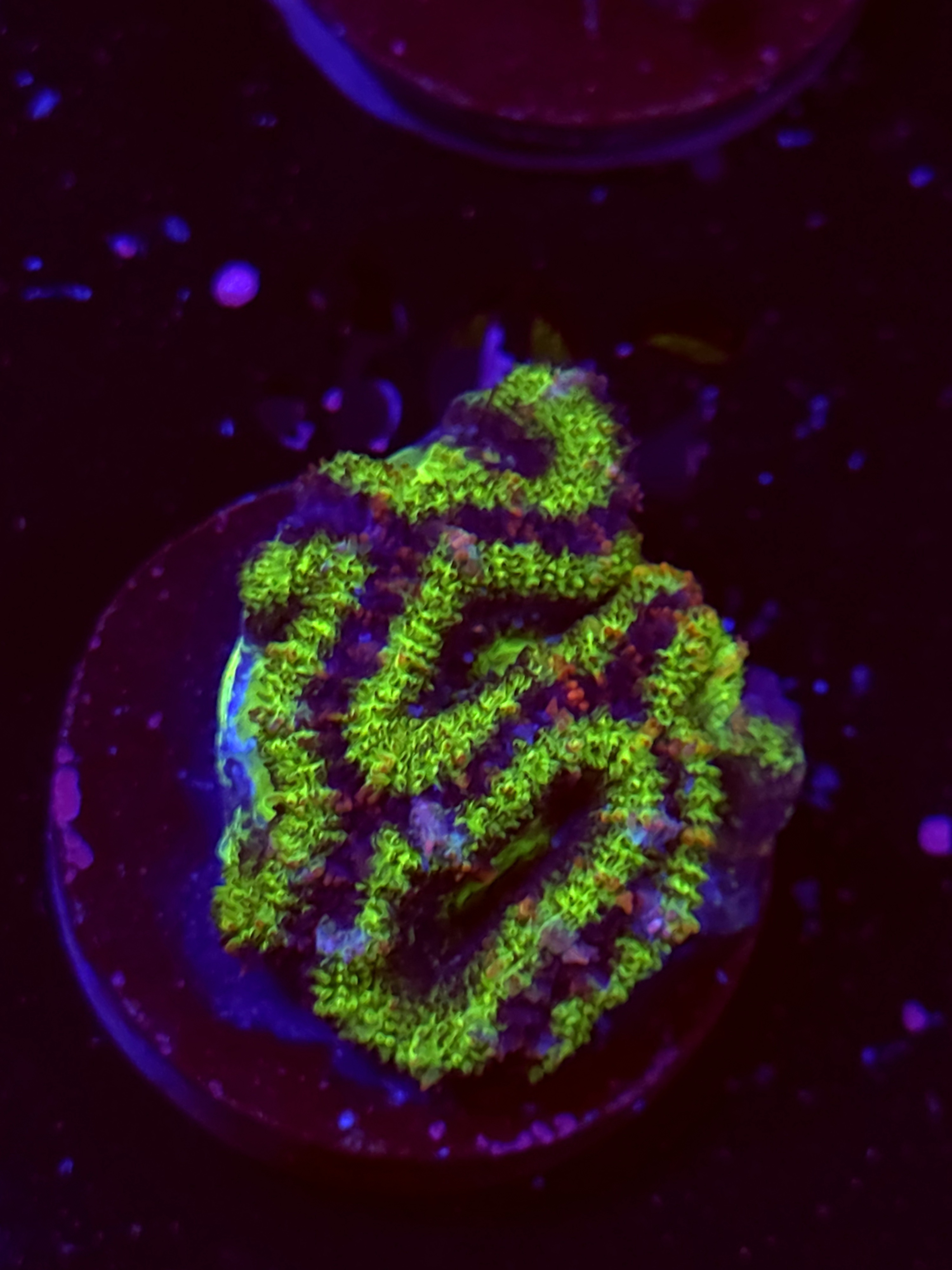 SBB "Mystery Signature" Acan 3 Heads