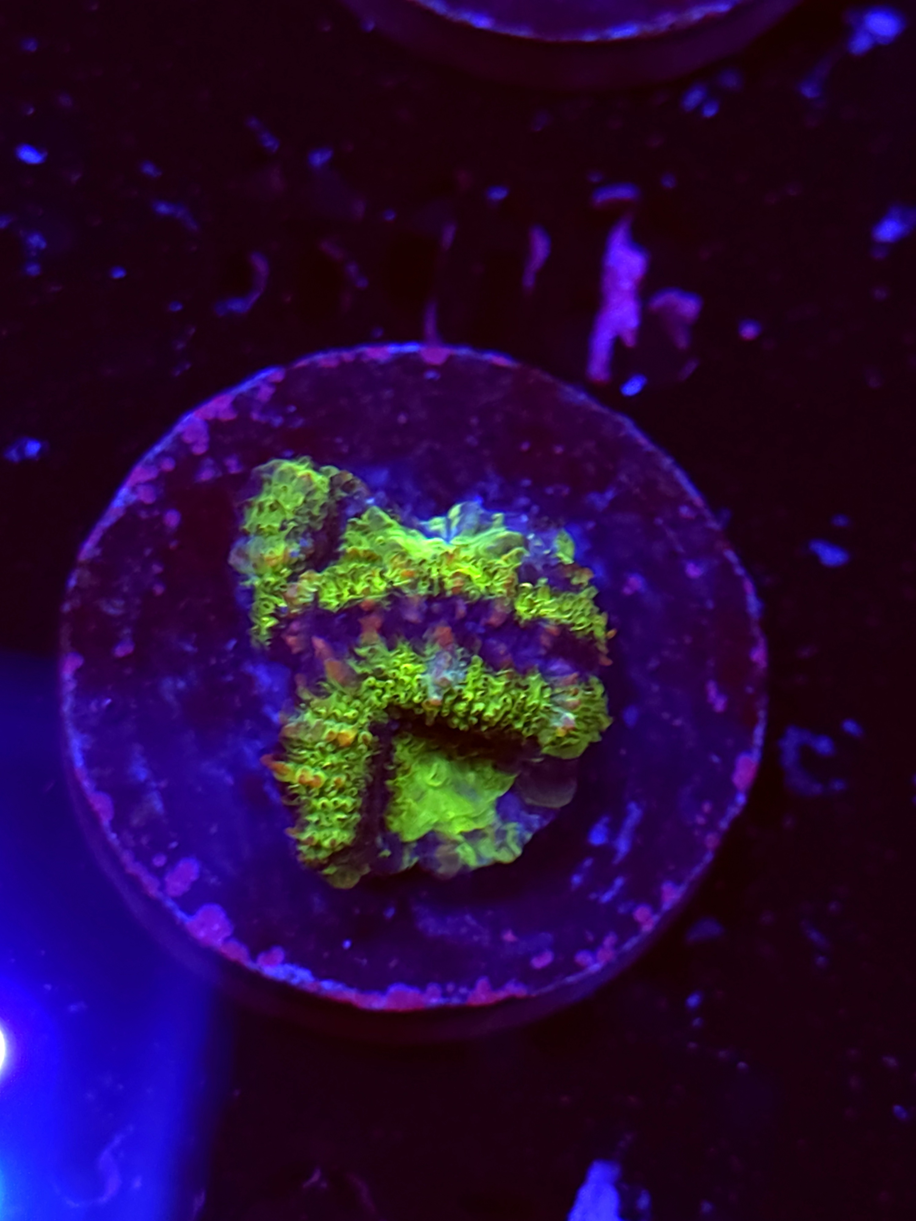 SBB "Neon Drip" Acan 2 Heads