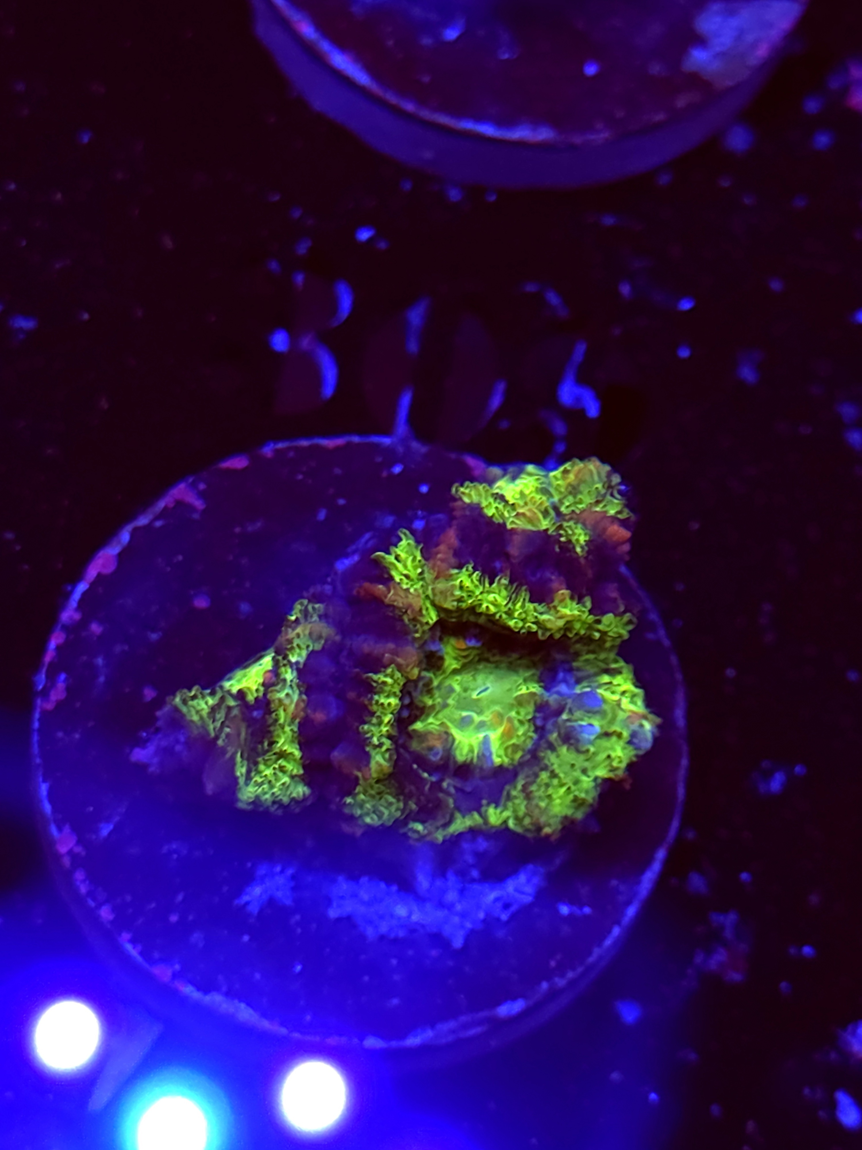 SBB "Neon Drip" Acan 1 Head