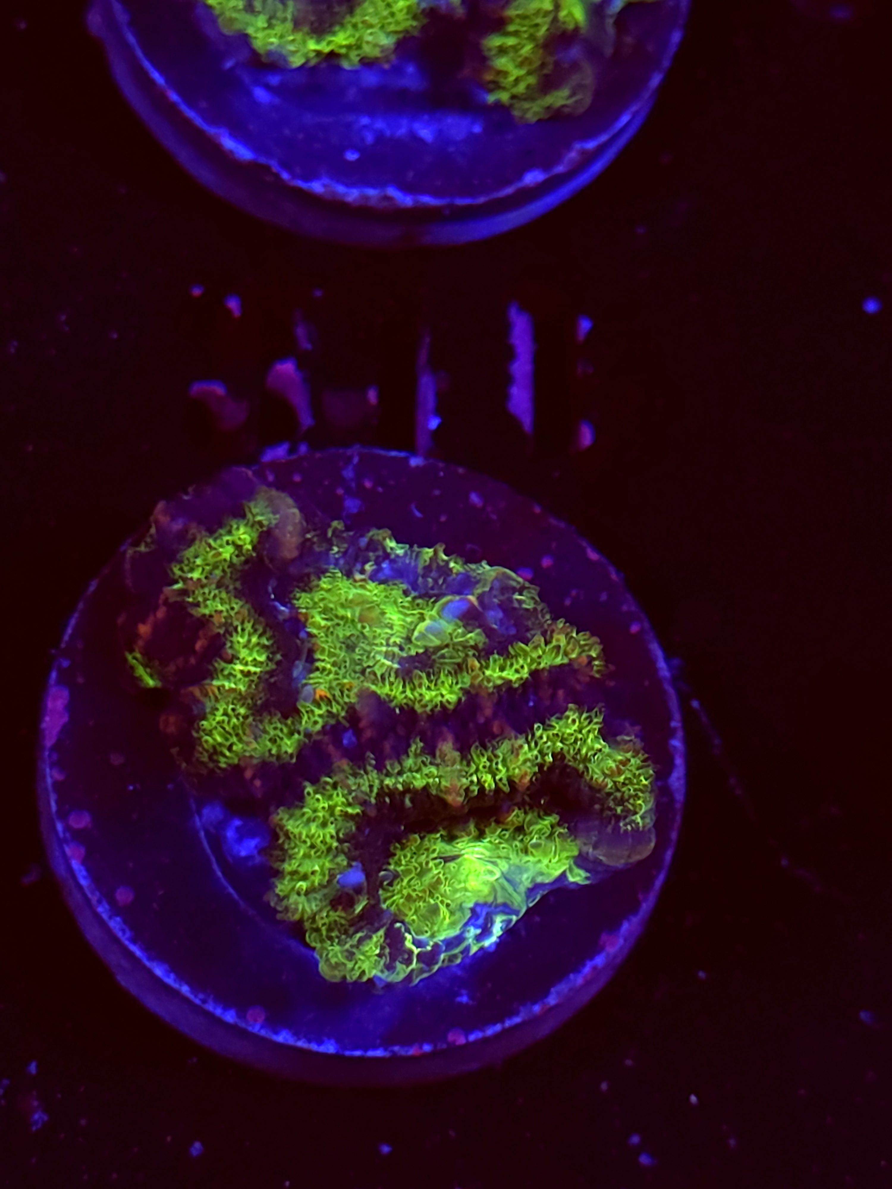 SBB "Neon Drip" Acan 2 Heads