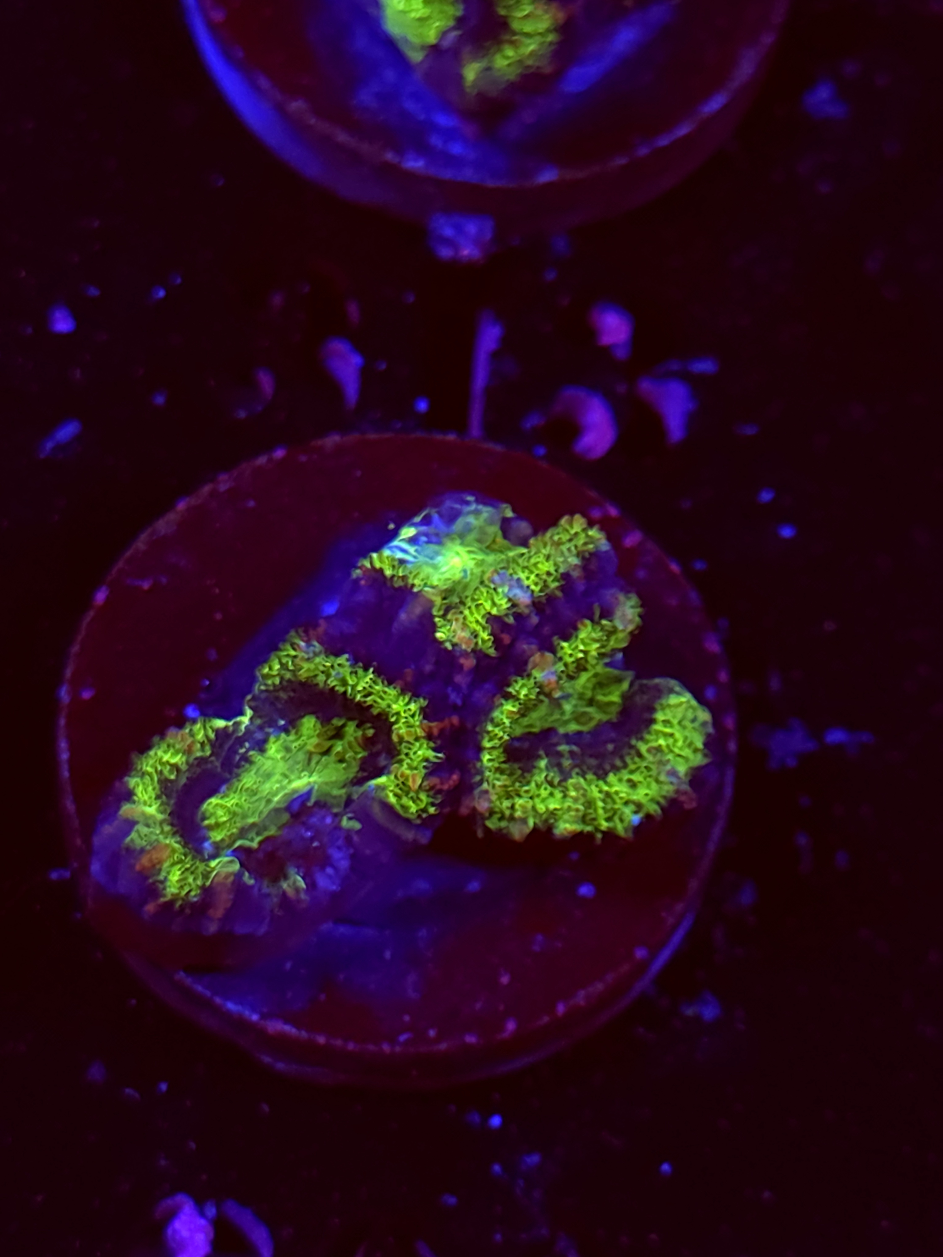SBB "Neon Drip" Acan 3 Heads