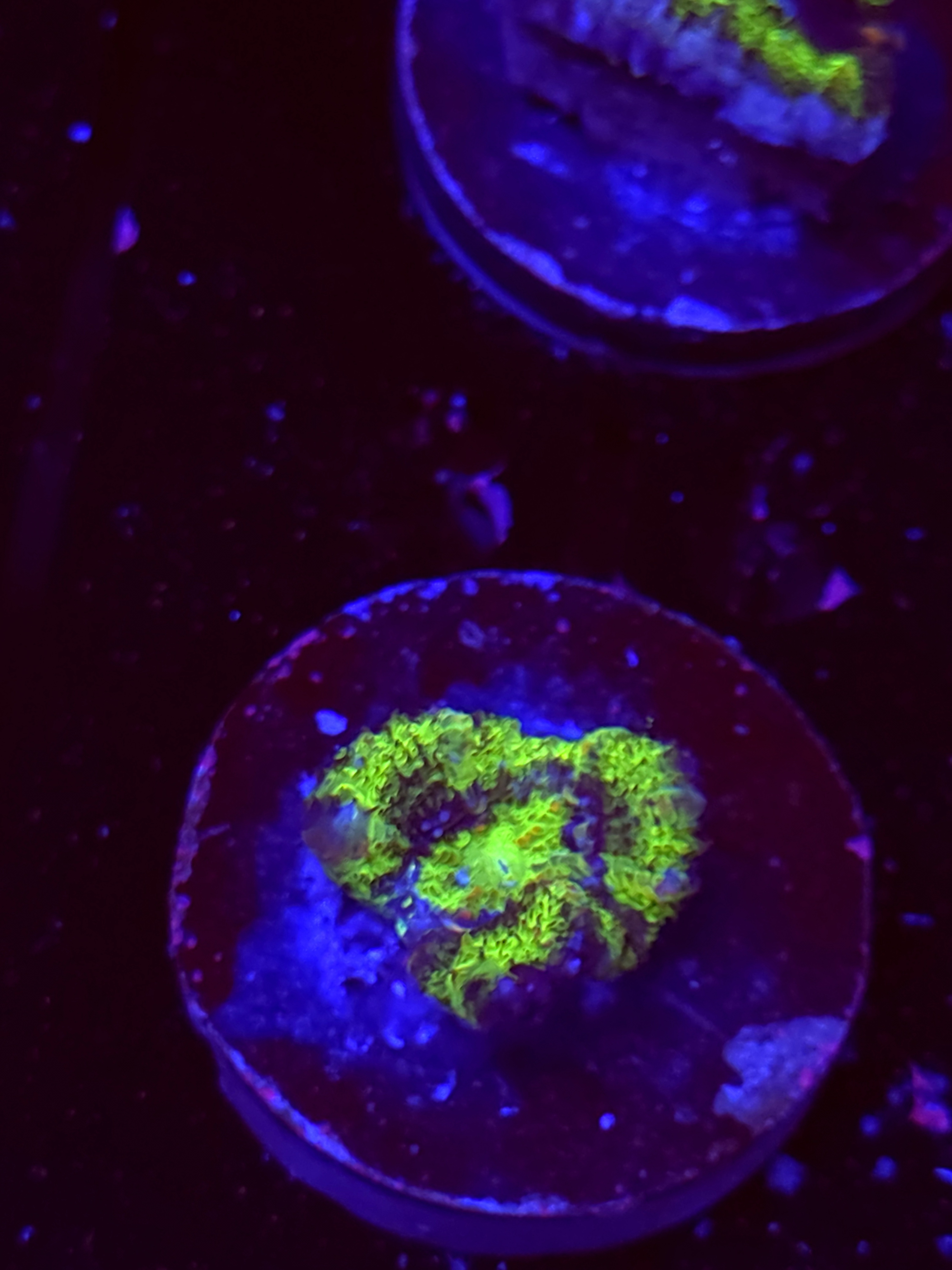 SBB "Neon Drip" Acan 1 Head