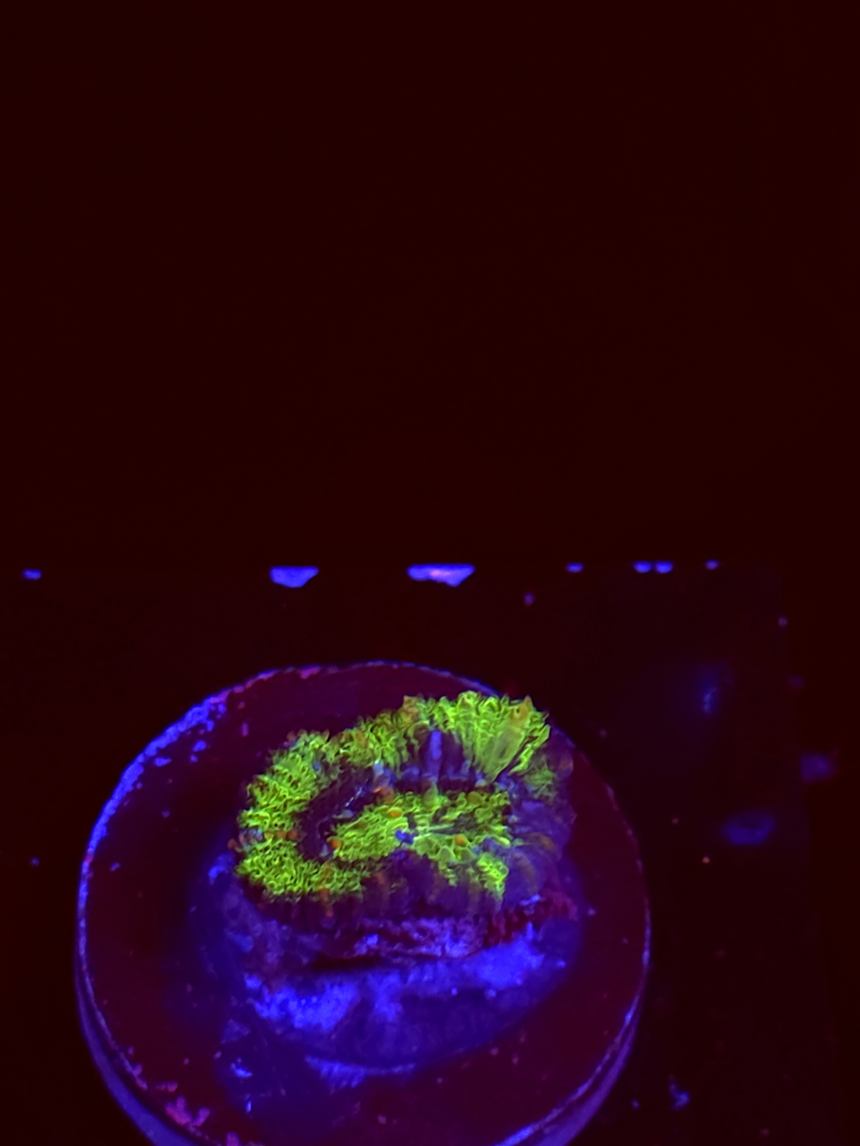 SBB "Mystery Signature" Acan 1 Head