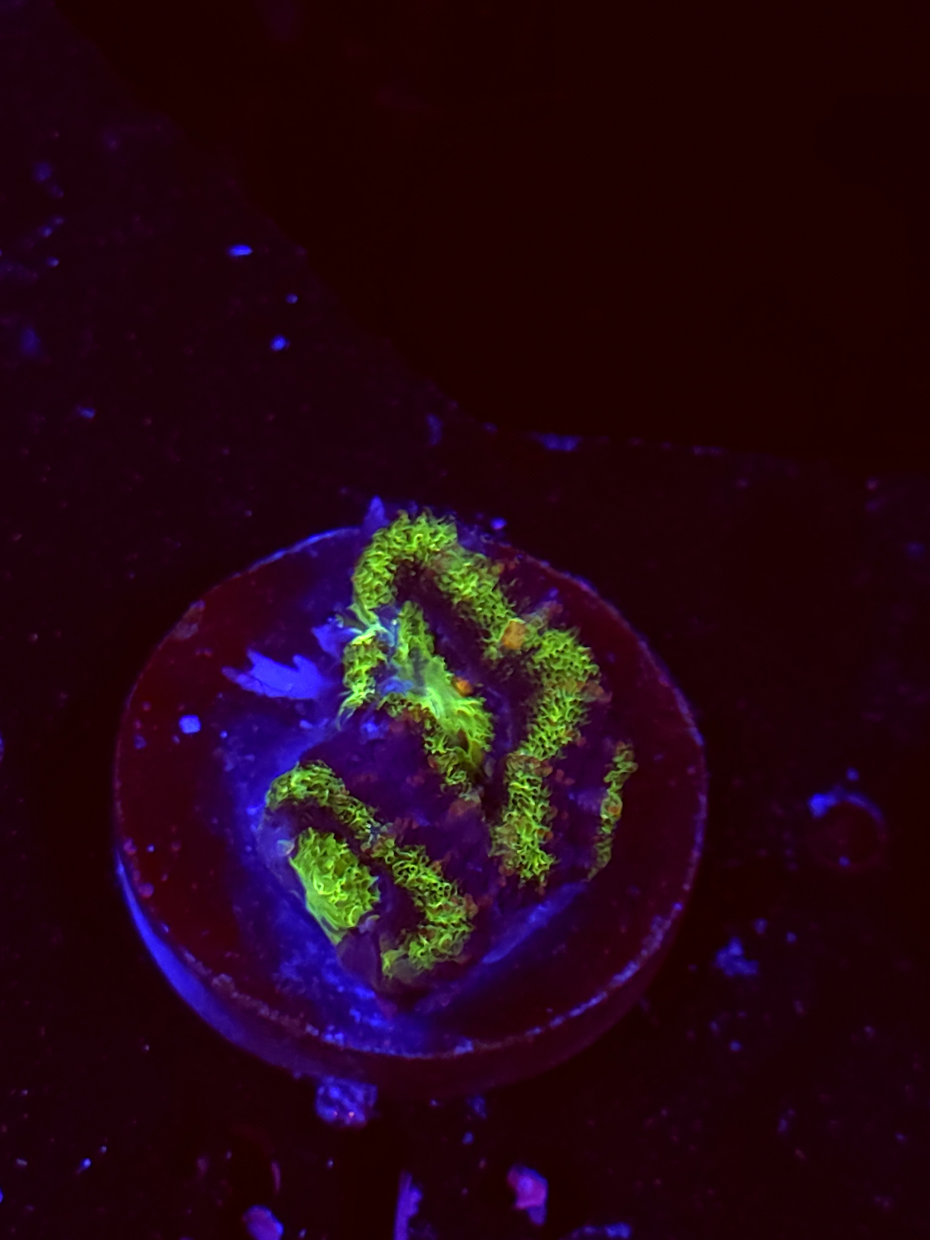 SBB "Neon Drip" Acan 2 Heads