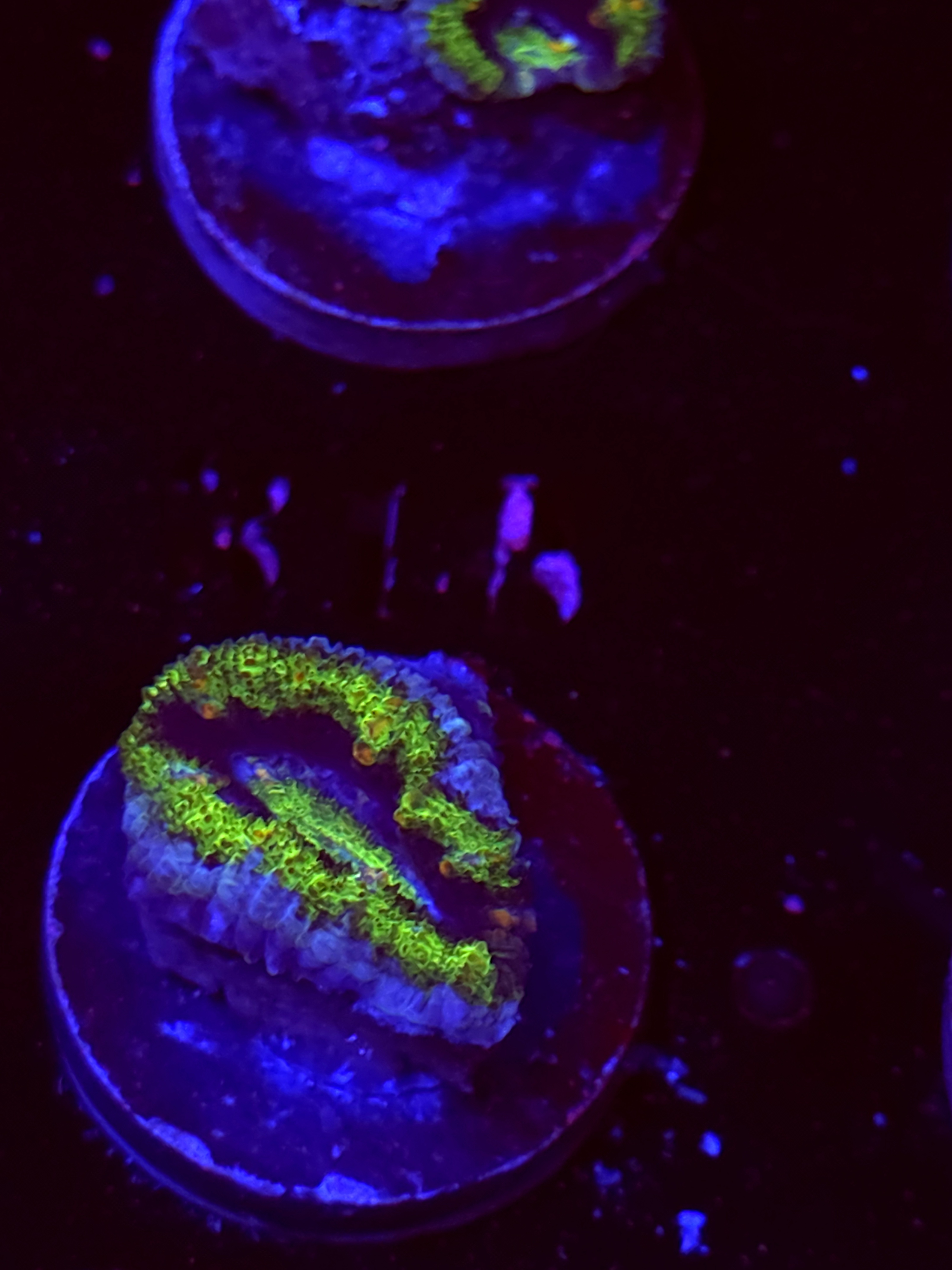 SBB "Sugar Crush" Acan 1 Head