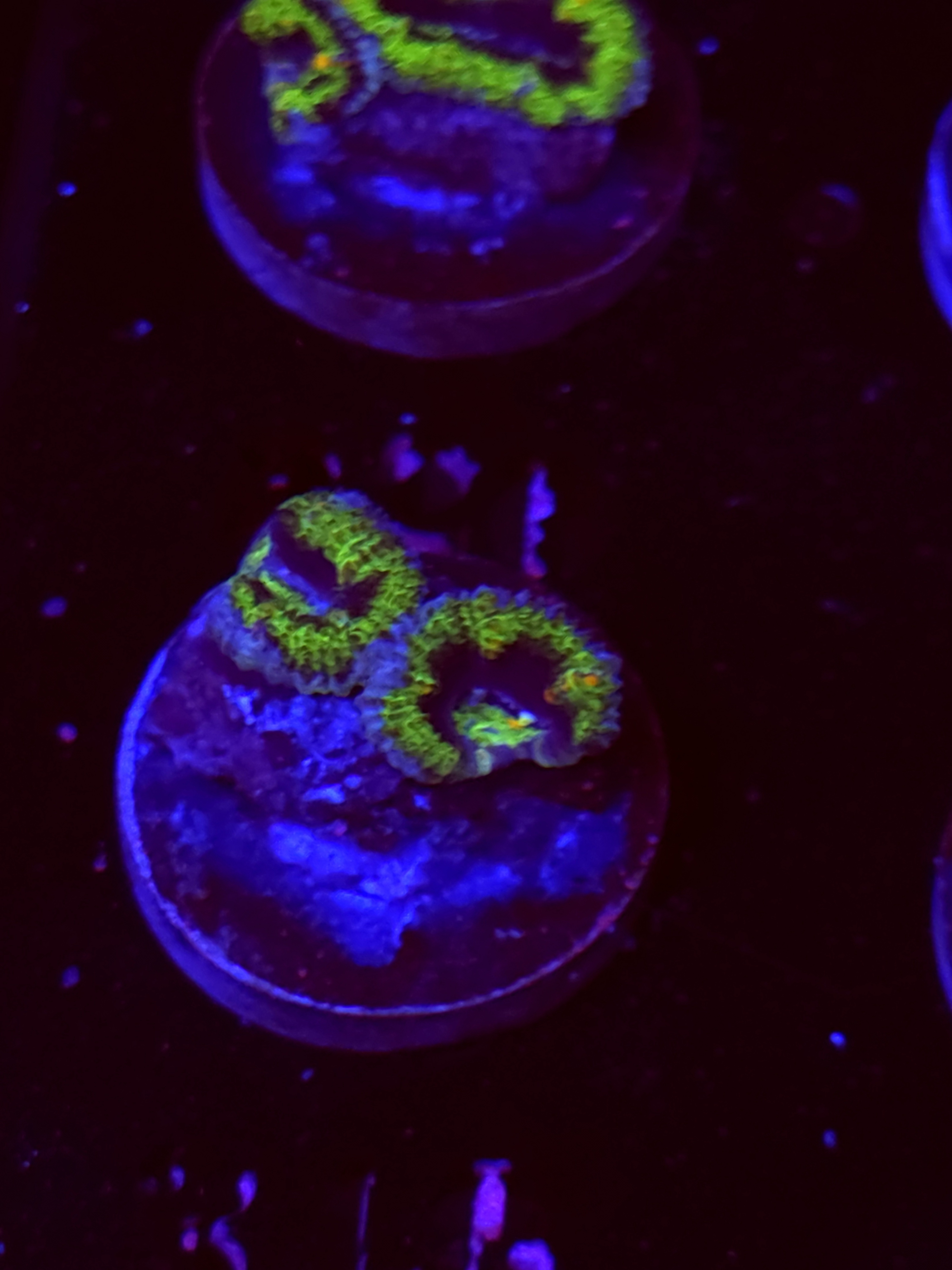 SBB "Sugar Crush" Acan 2 Heads