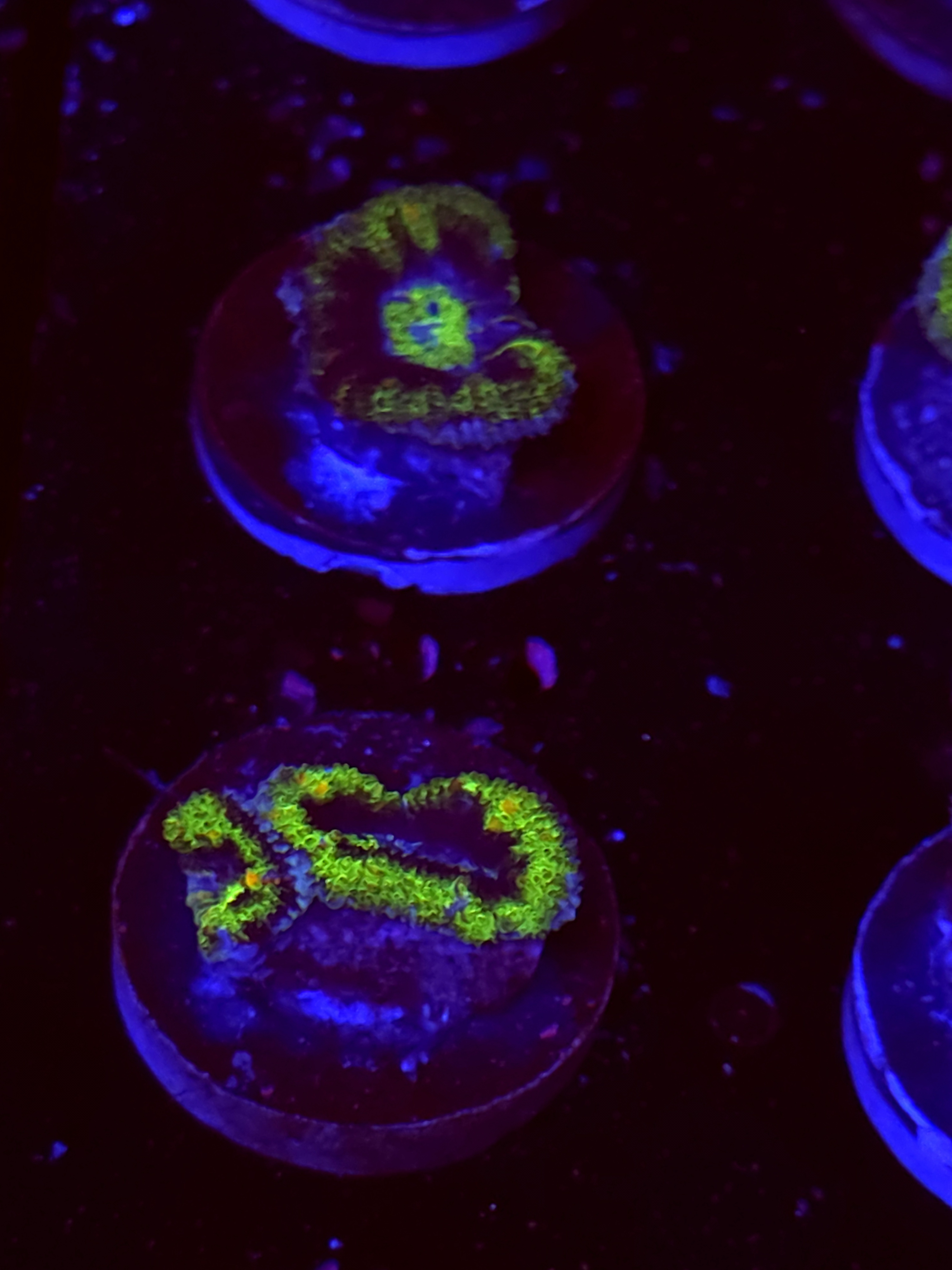 SBB "Mystery Signature" Acan 1 Head