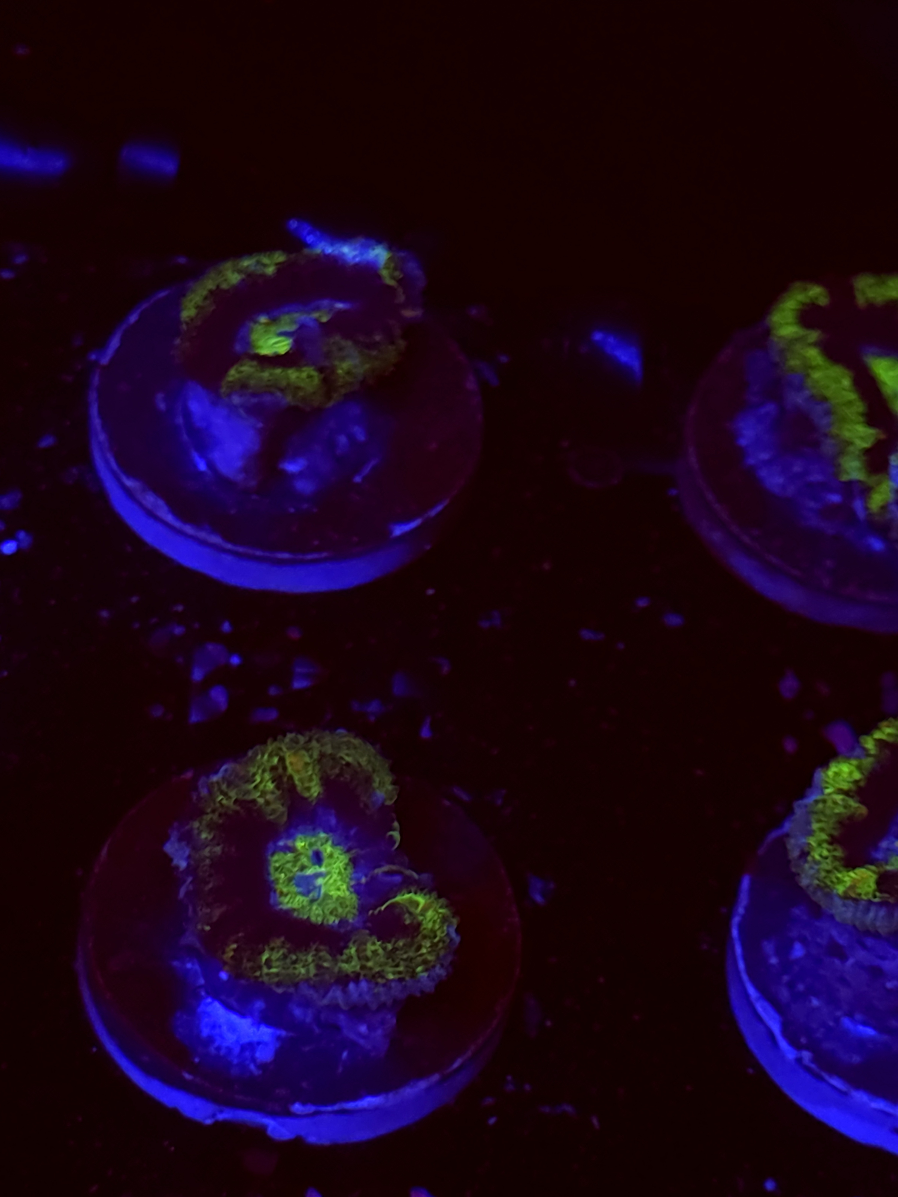 SBB "Sugar Crush" Acan 1 Head