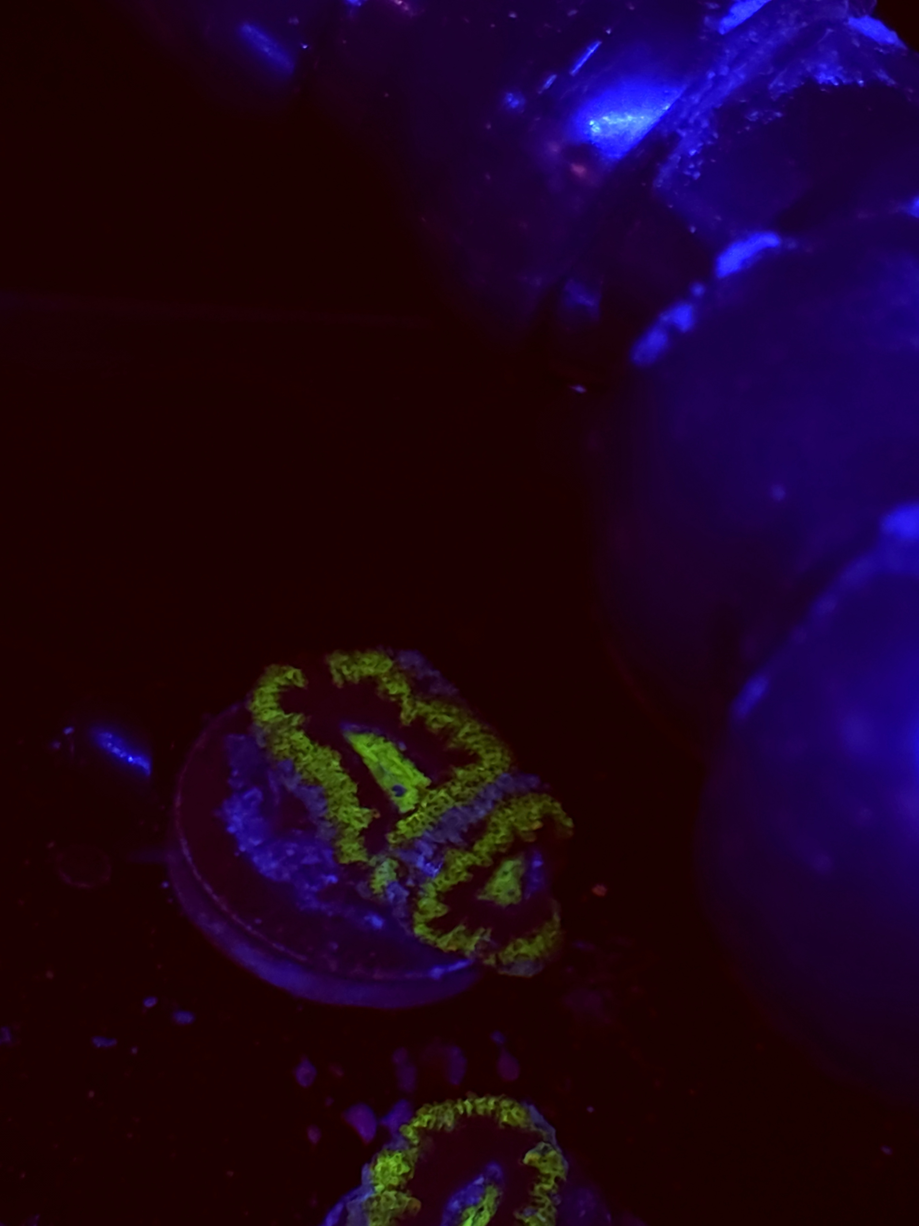 SBB "Sugar Crush" Acan 1 Head