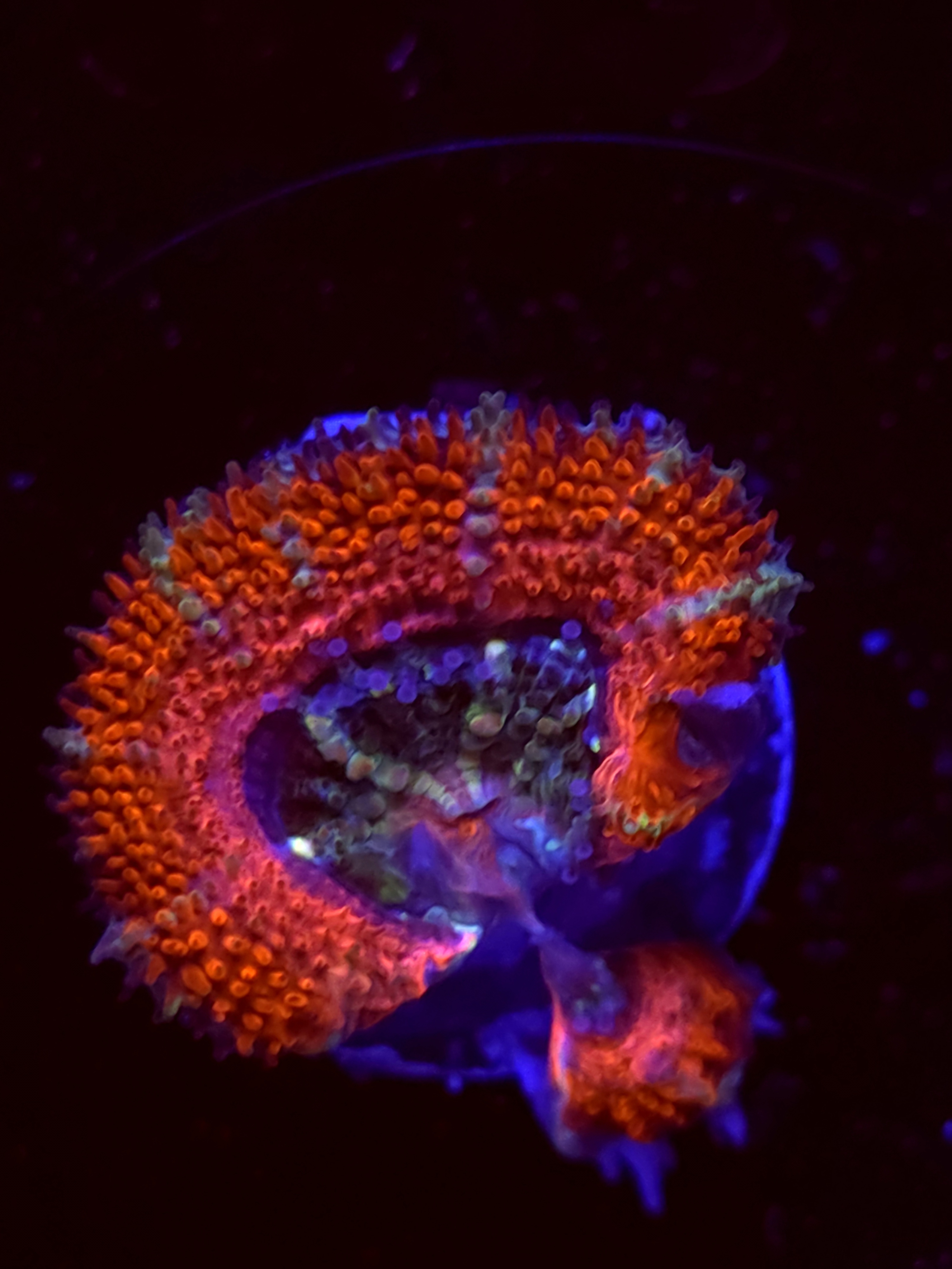 SBB "Candy Riot" Acan 1 Head