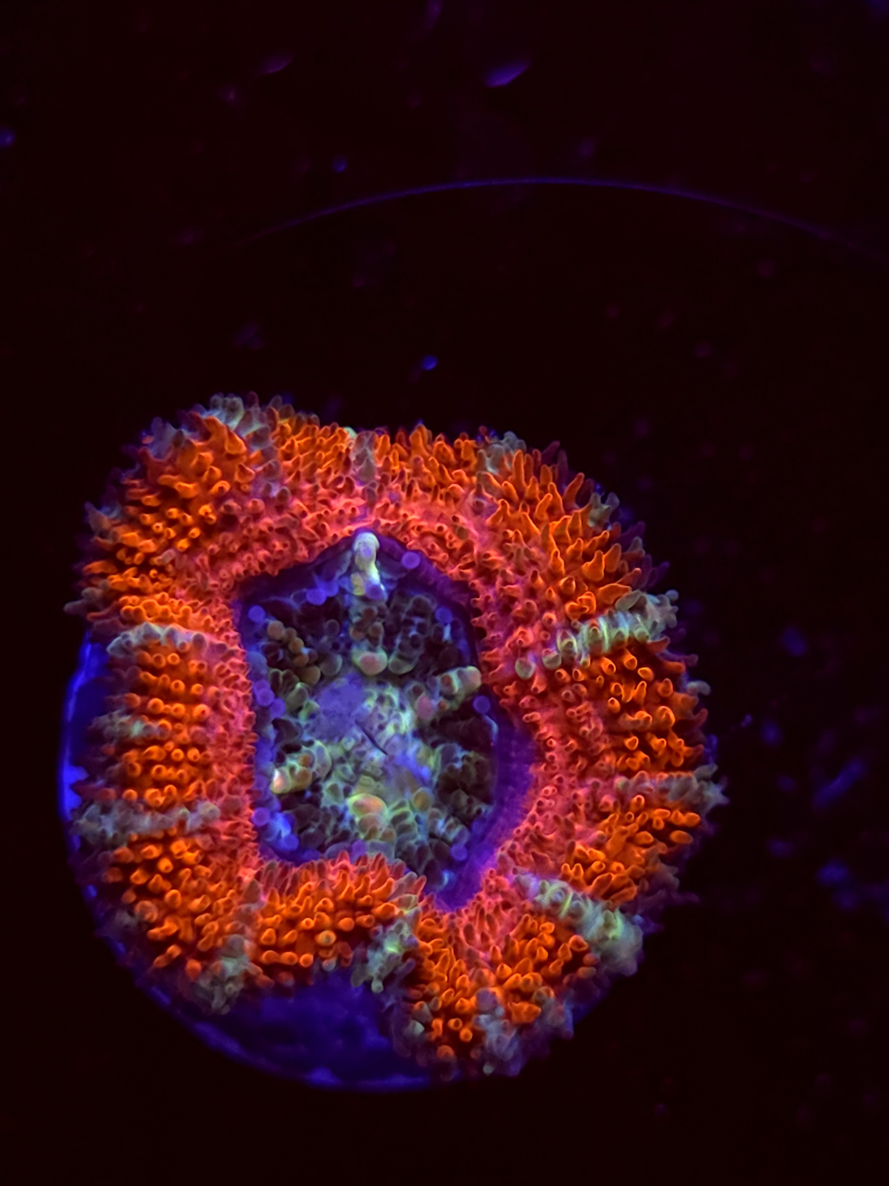 SBB "Candy Riot" Acan 1 Head