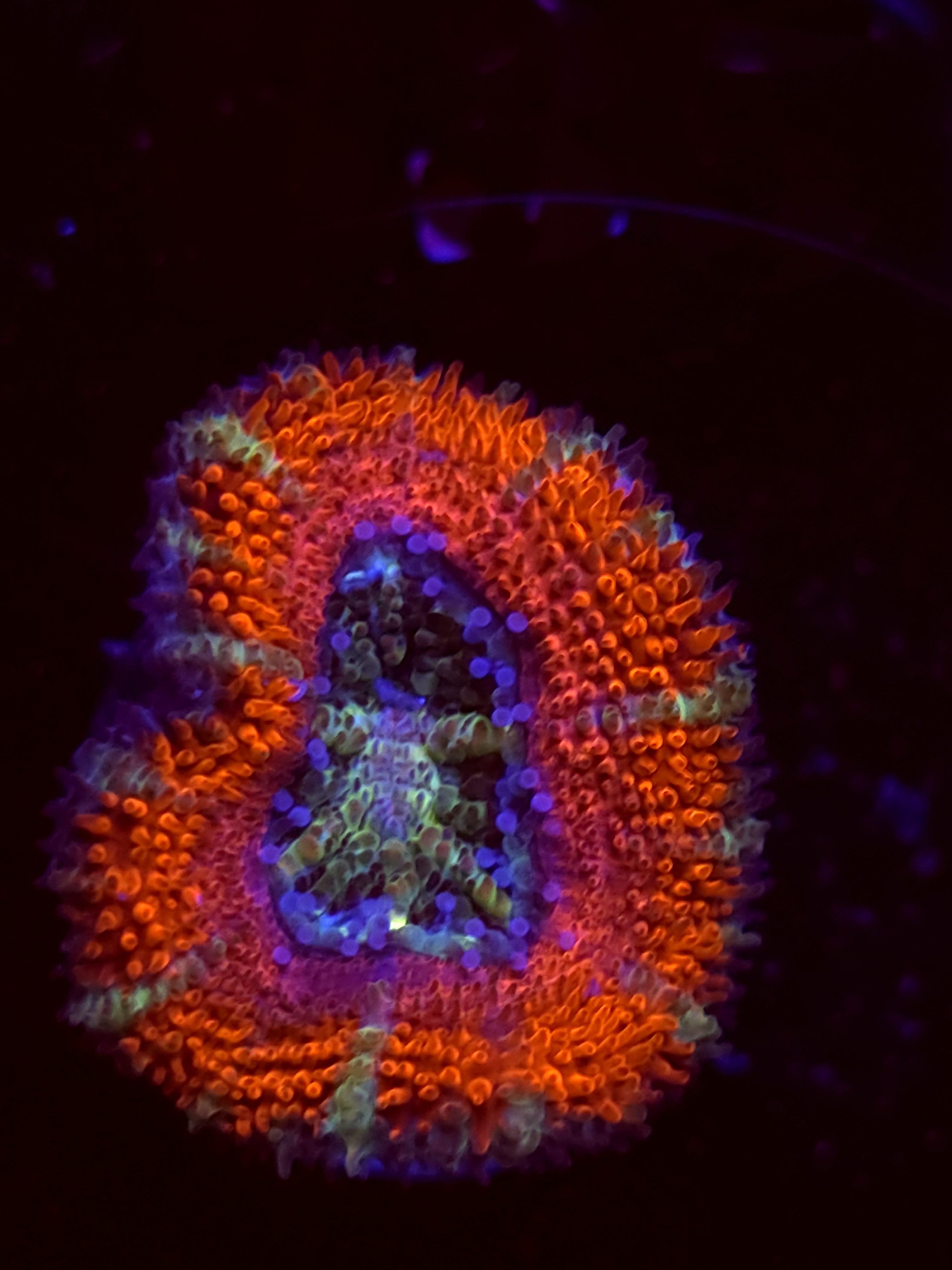 SBB "Candy Riot" Acan 1 Head