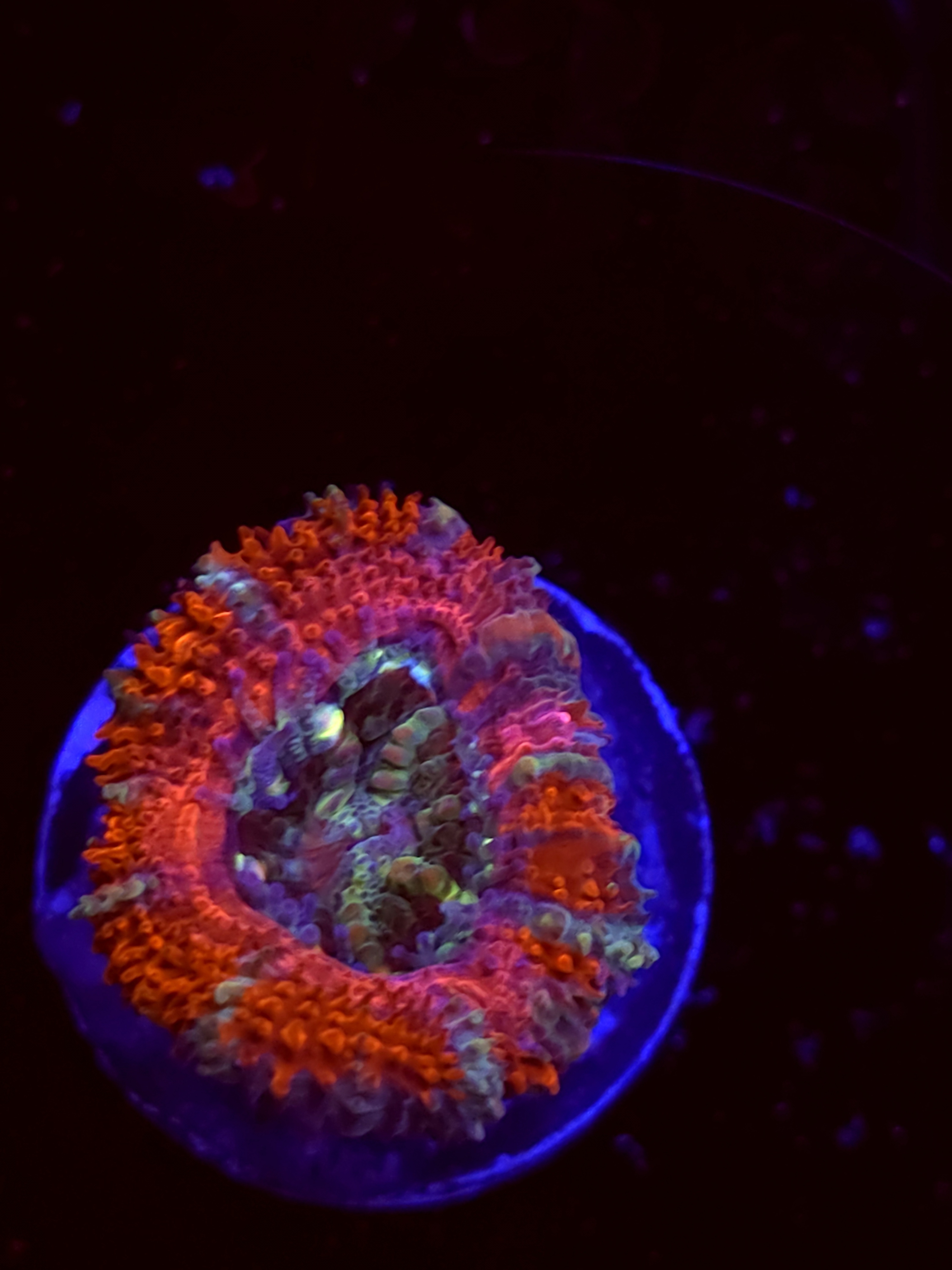 SBB "Candy Riot" Acan 1 Head