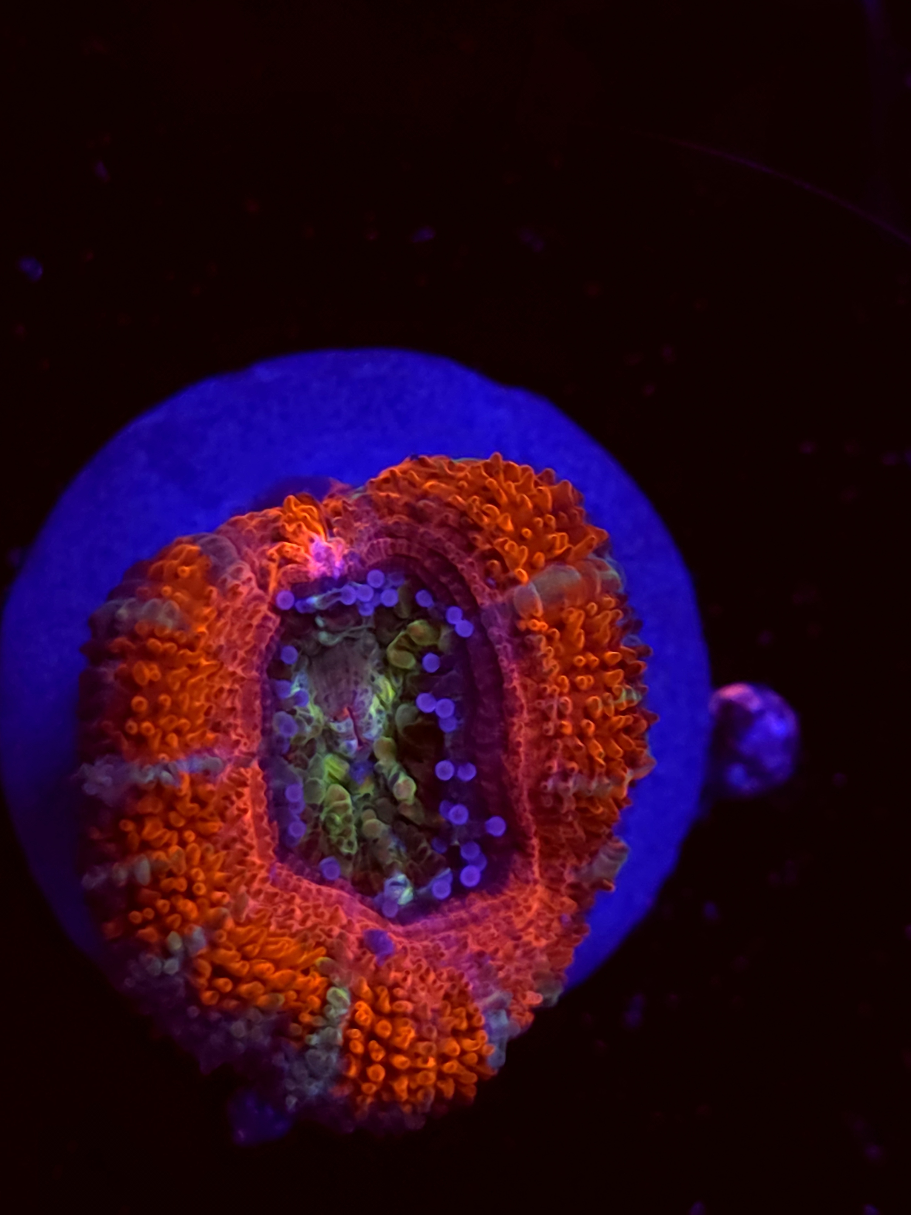SBB "Mystery Signature" Acan 1 Head
