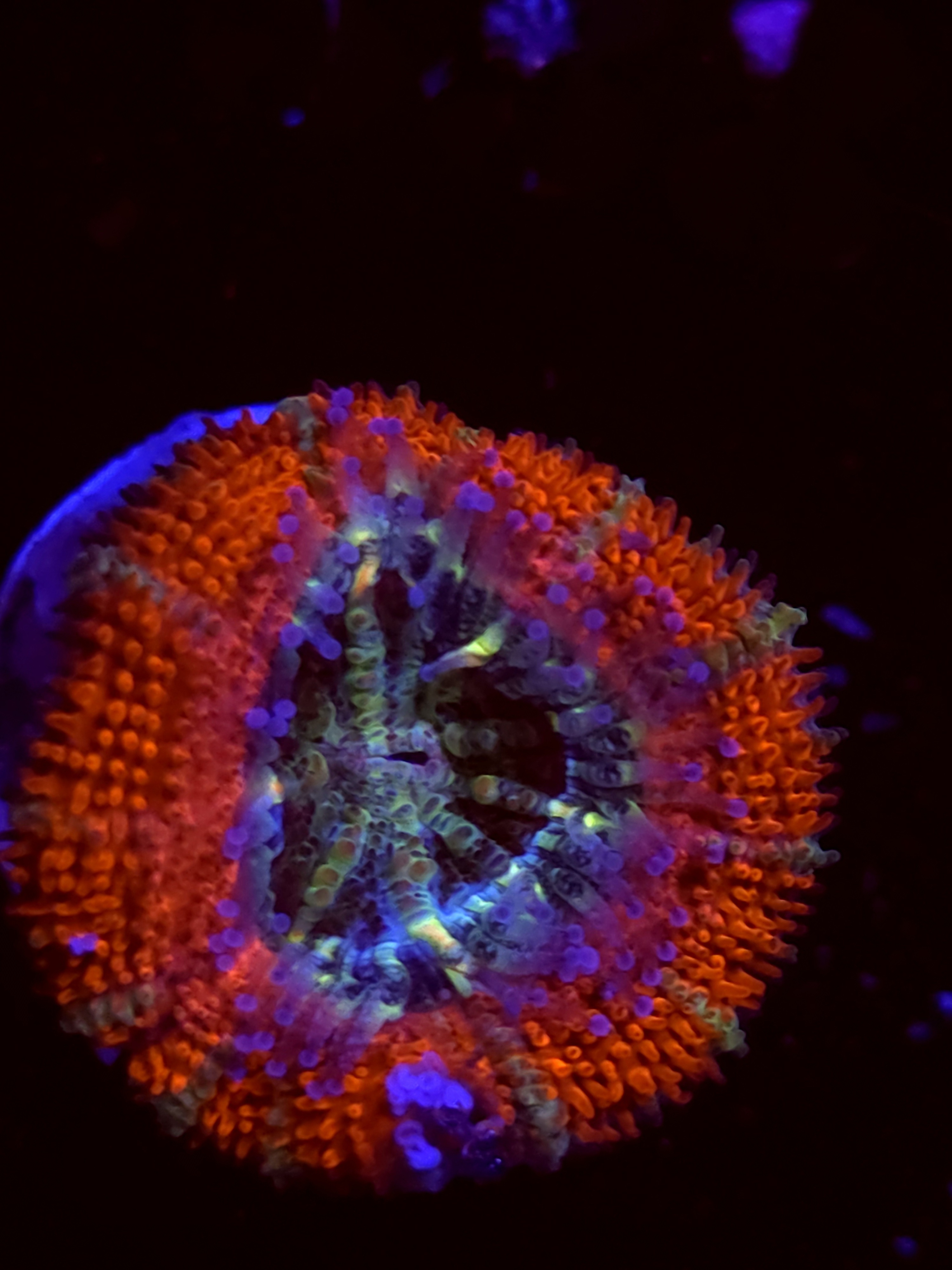 SBB "Candy Riot" Acan 1 Head