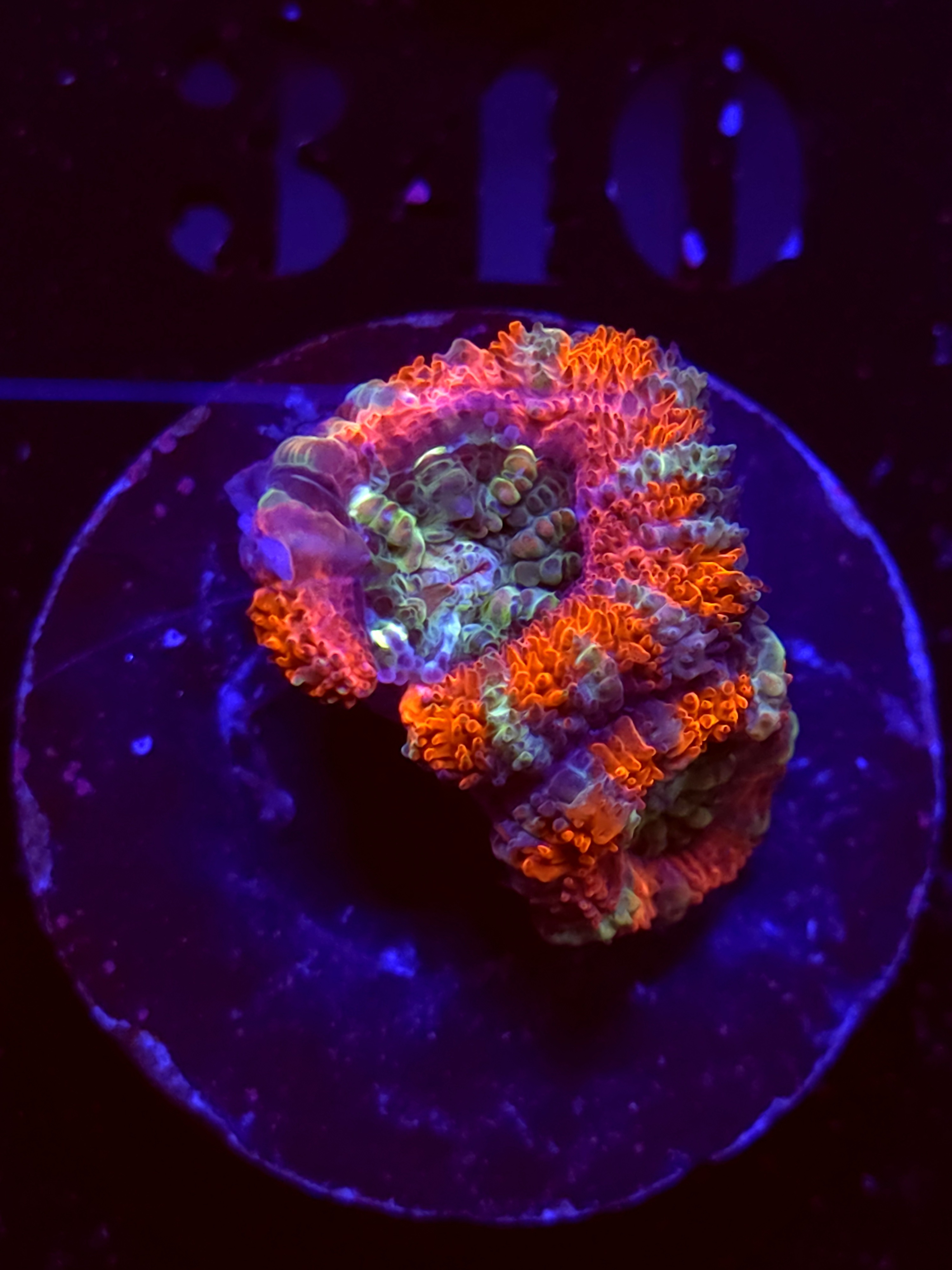 SBB "Candy Riot" Acan 1 Head